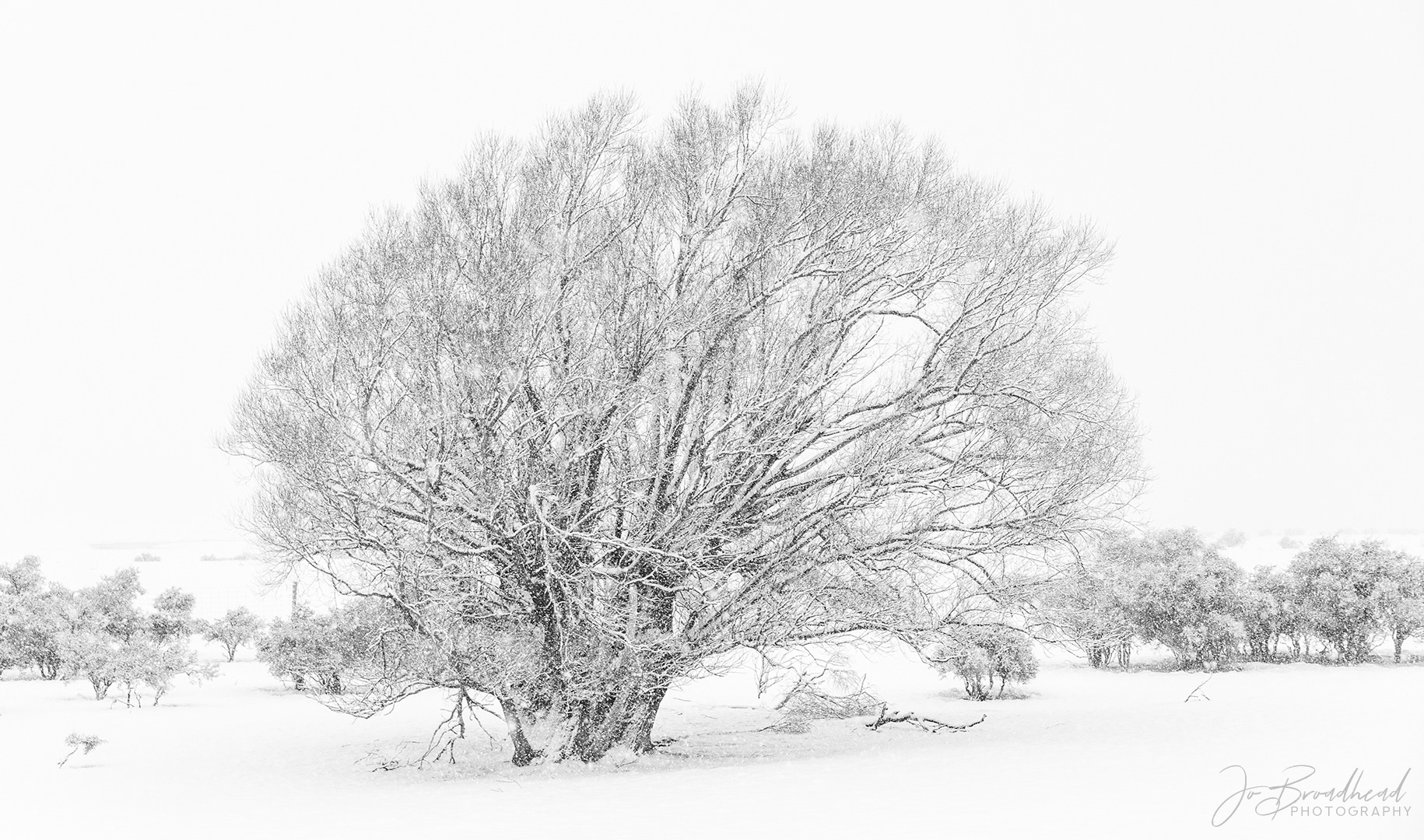Tree in Snow - Mt Cook, NZ