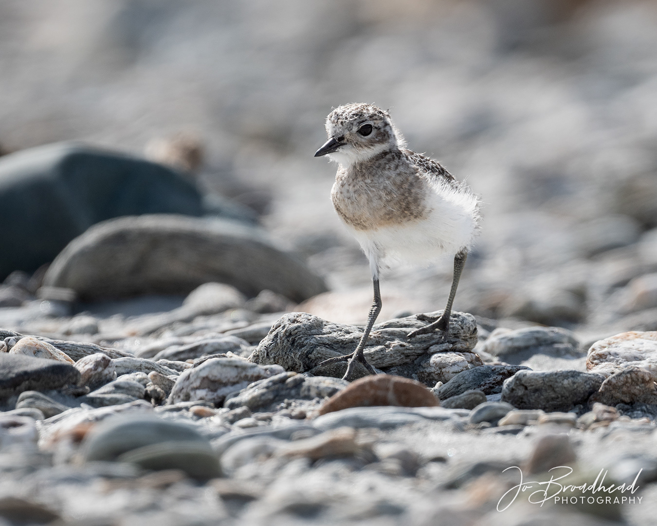 Banded Dotteral Chick - Central Otago, NZ
