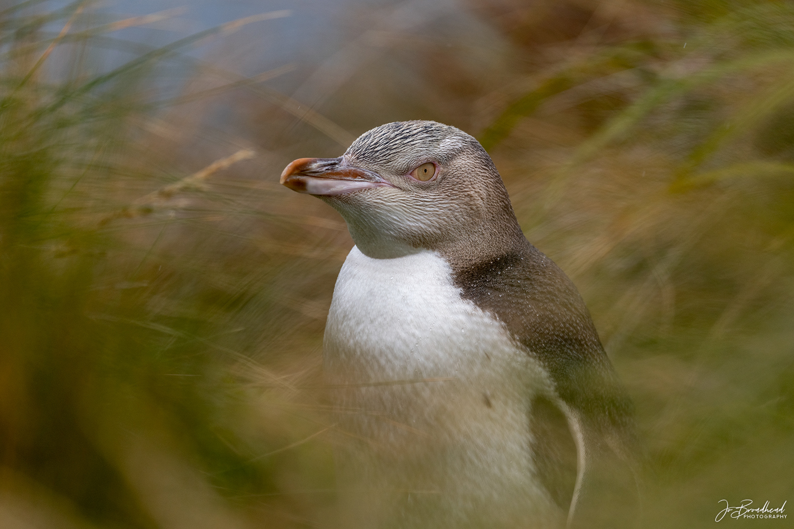 Yellow Eyed Penguin in Grasses