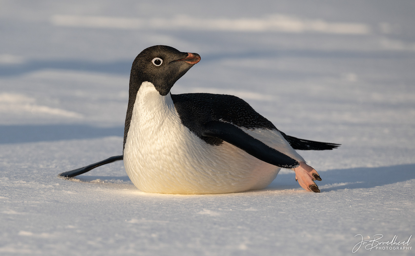 Adélie penguin