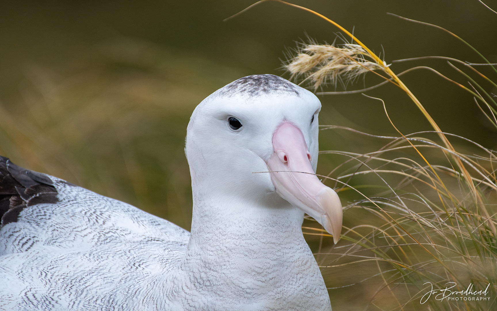 Gibson's Albatross - Sub Antarctic Is