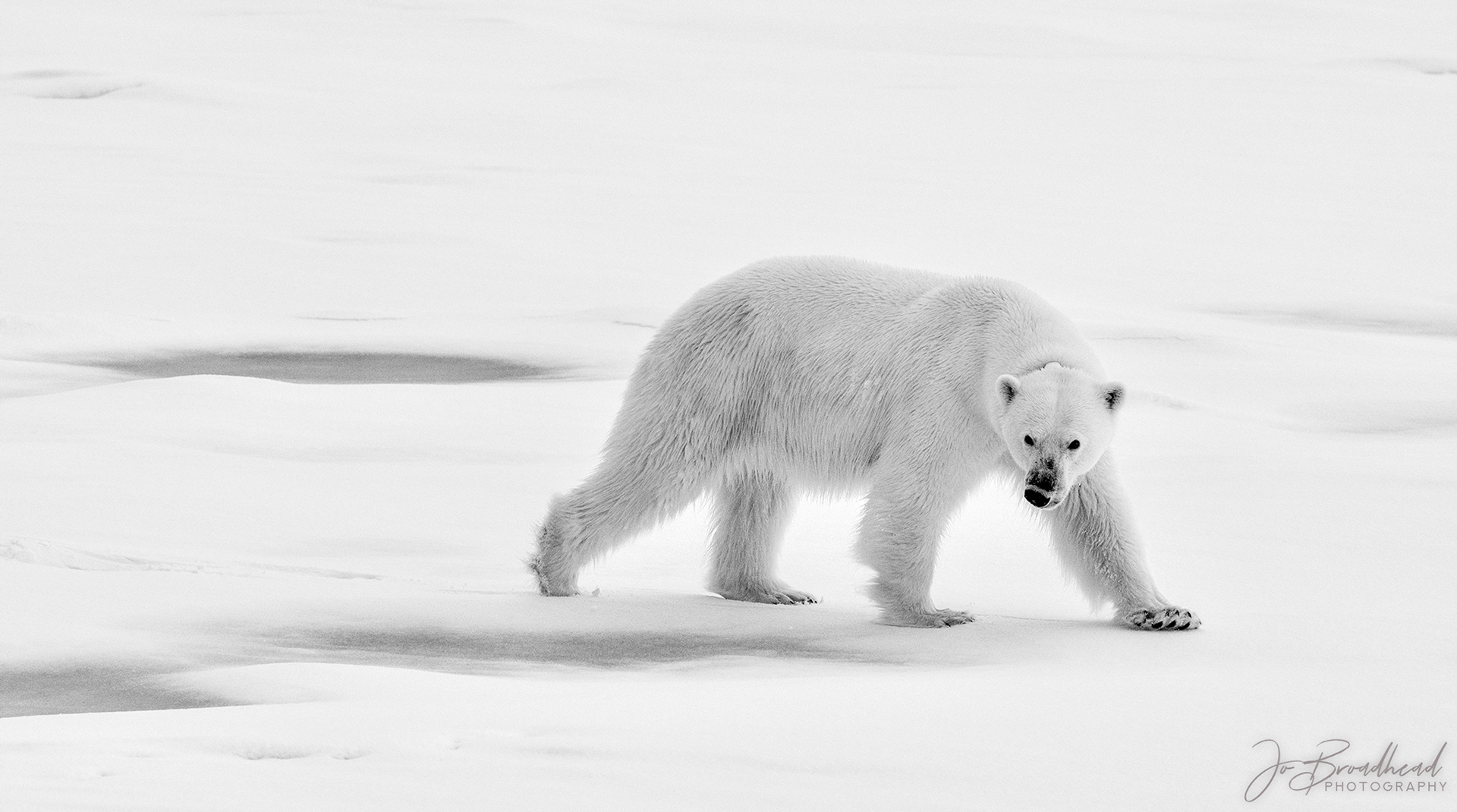 Polar Bear