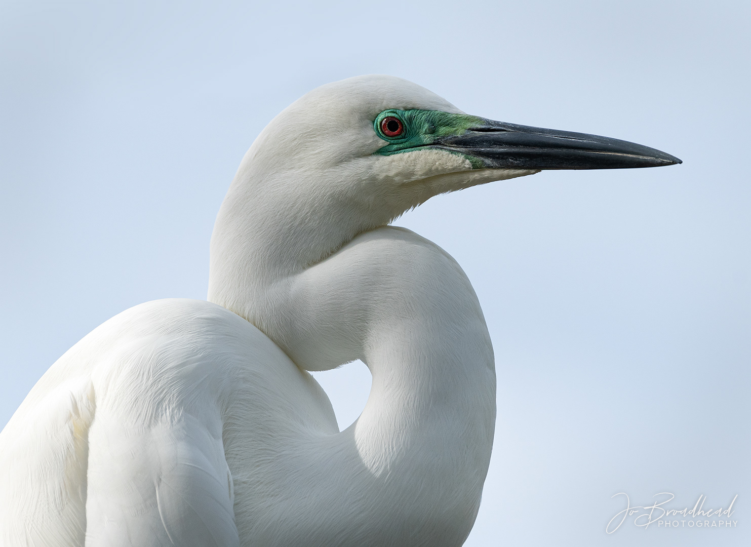 White Heron Portrait - West Coast, NZ