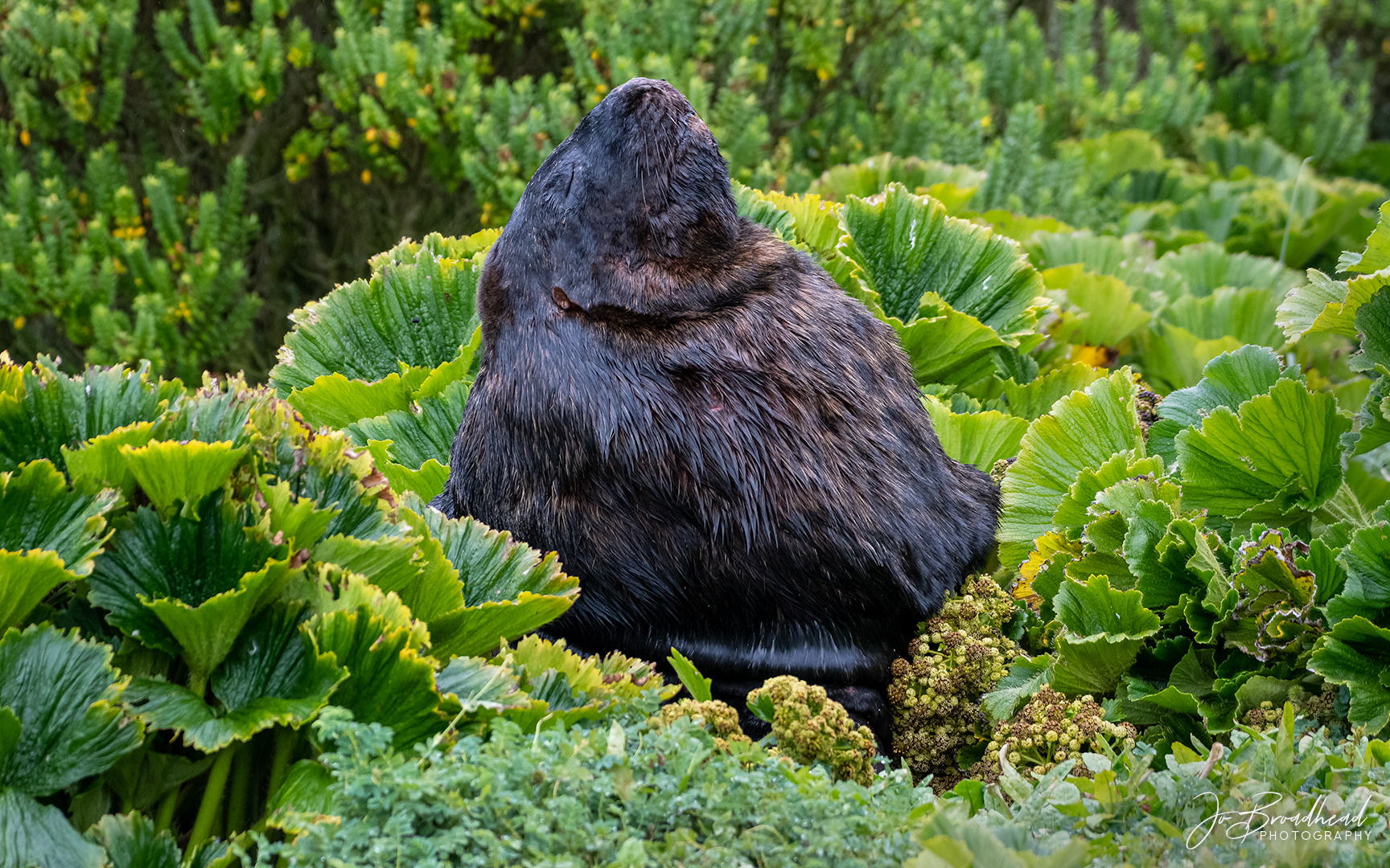 Popping up Between the Megaherbs - Sub Antarctic Is