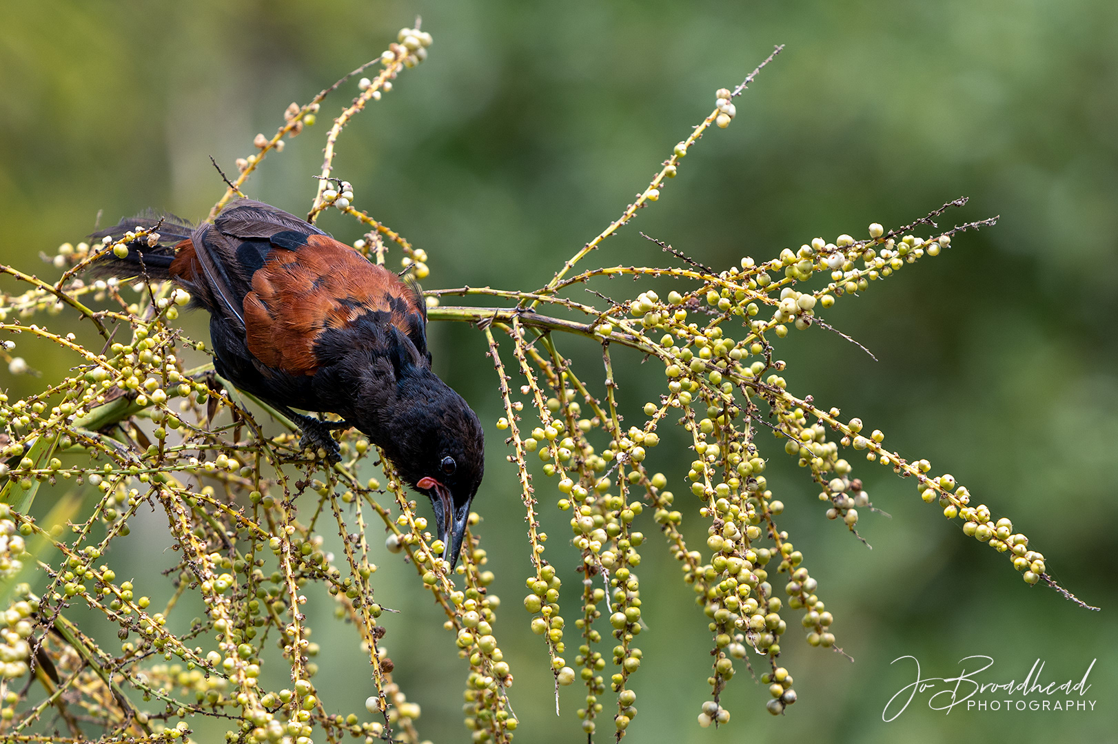 Saddleback - Auckland, NZ