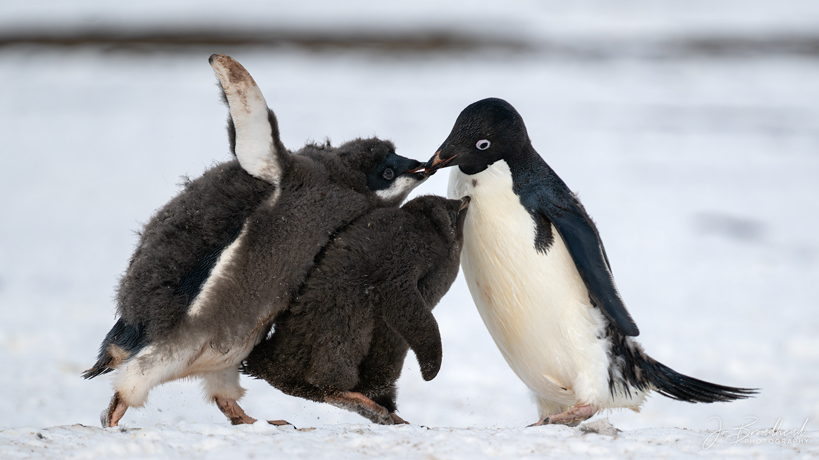 It's Mine!