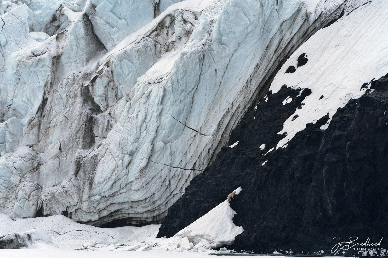 Bears vs the Environment - Svalbard