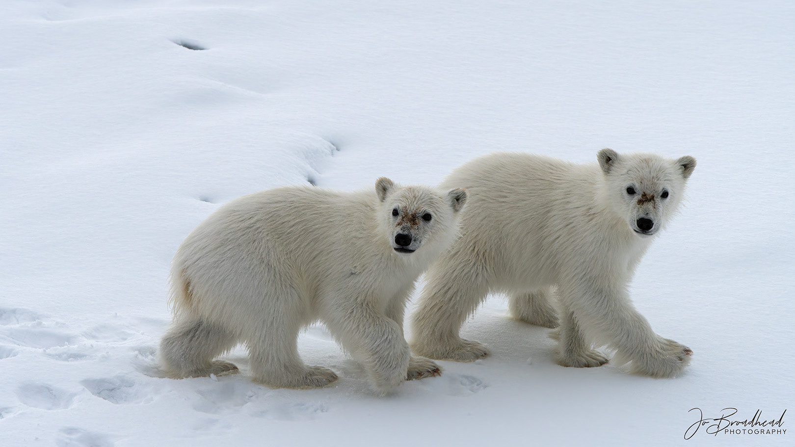 Two Polar Bear Cubs - Svalbard