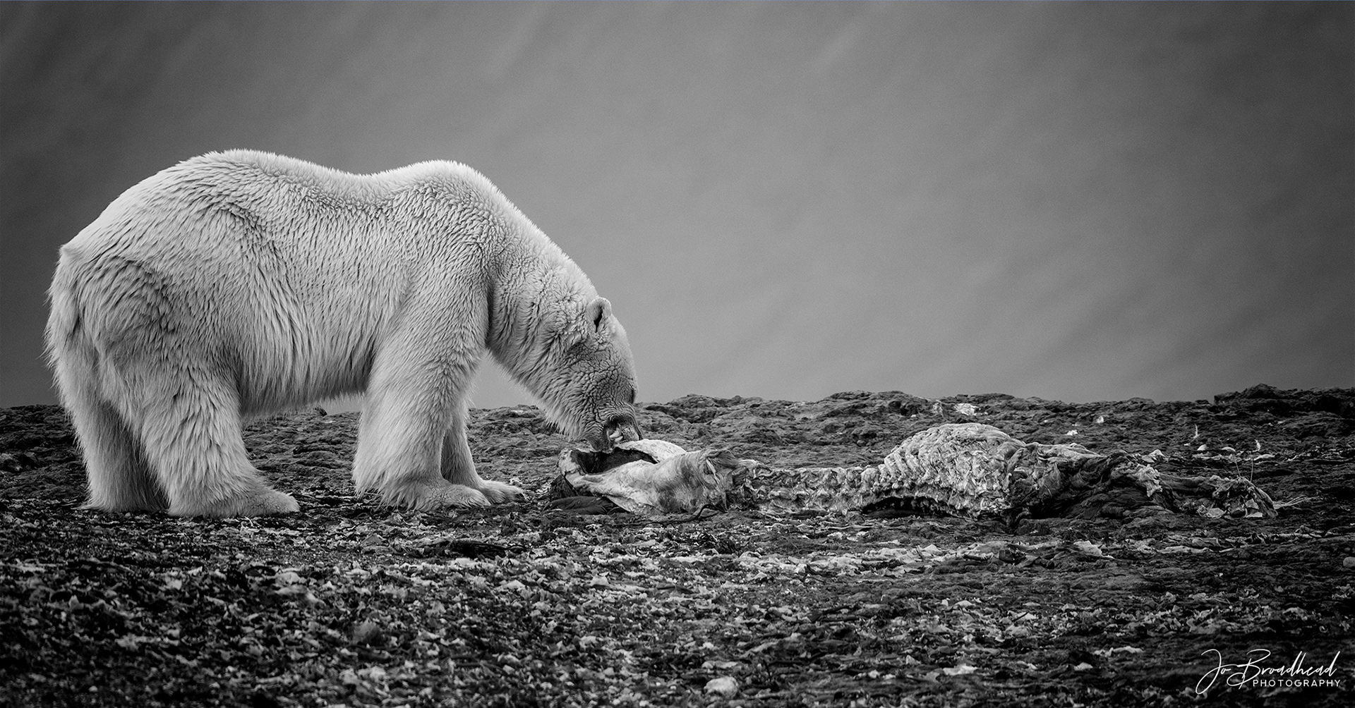 What Big Teeth You Have - Svalbard