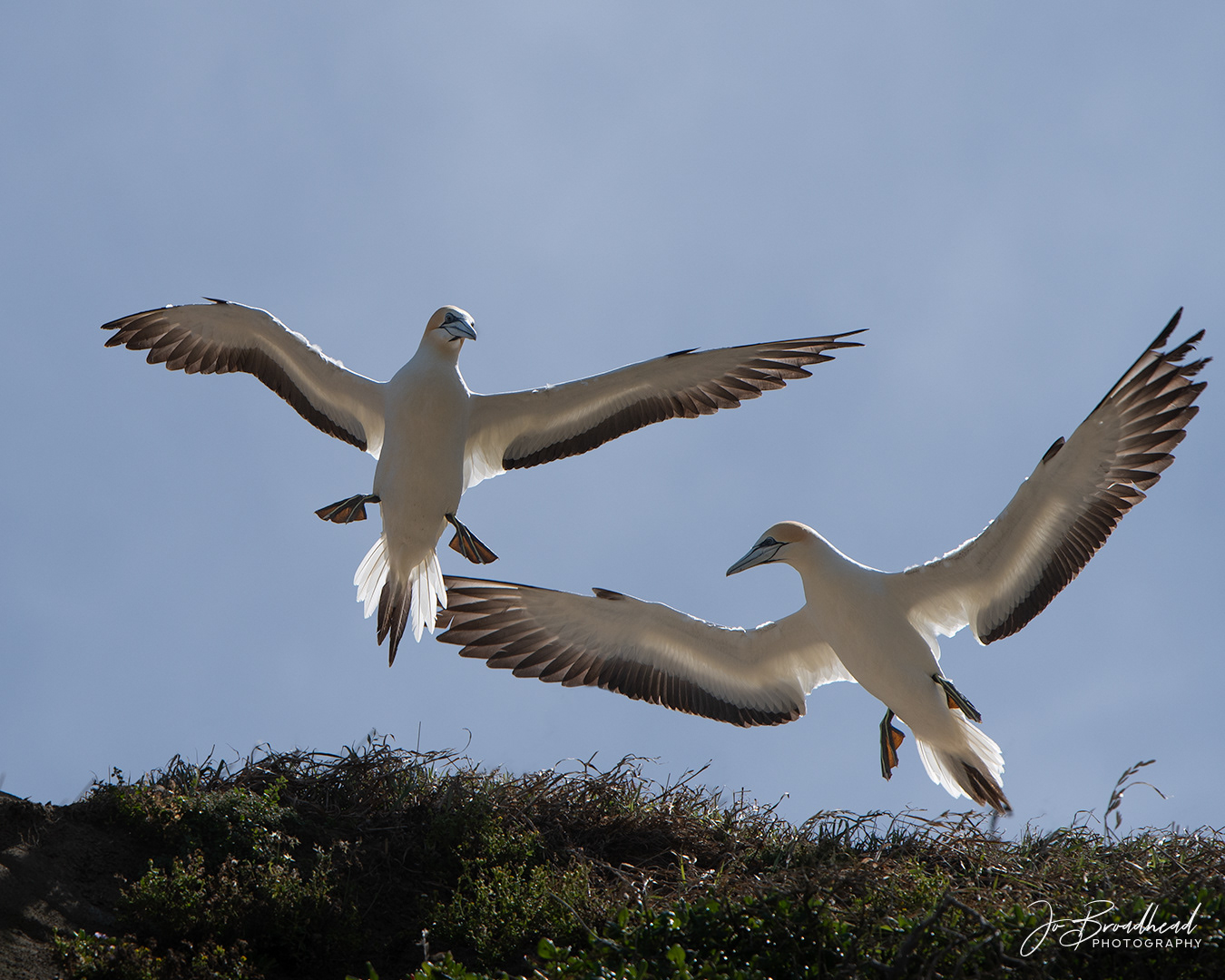 Flapping Around - Muriwai, NZ
