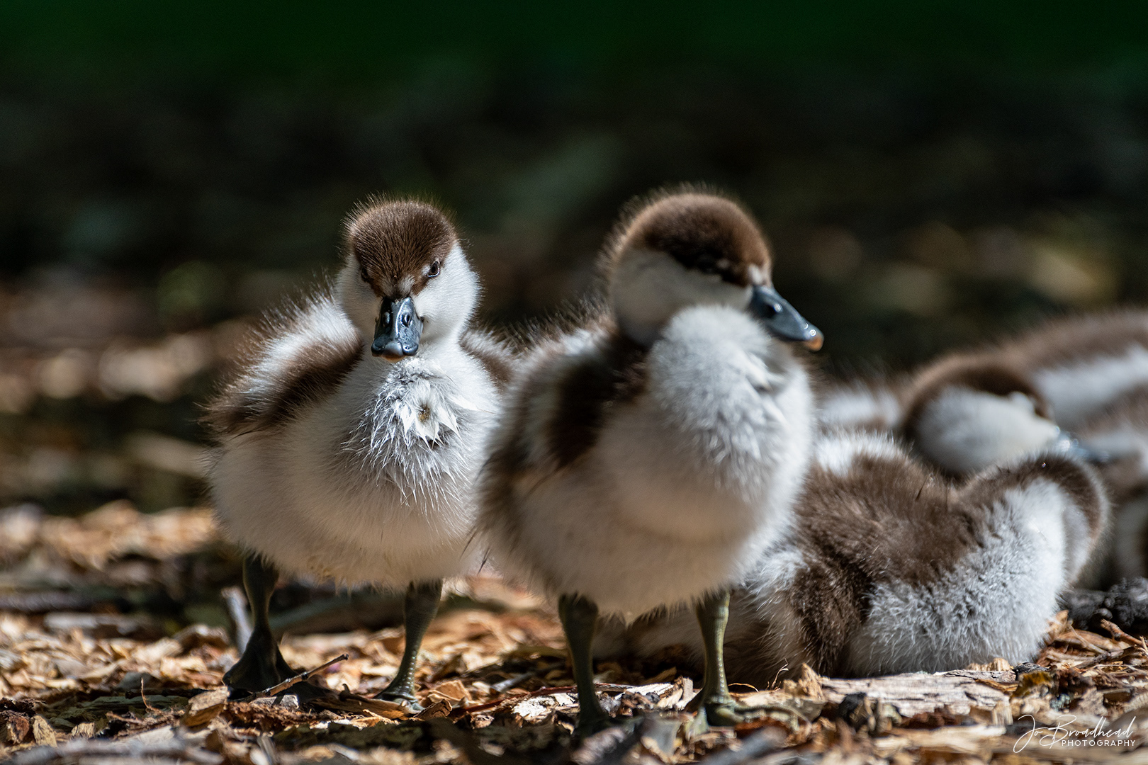 Paradise Ducklings - Central Otago, NZ