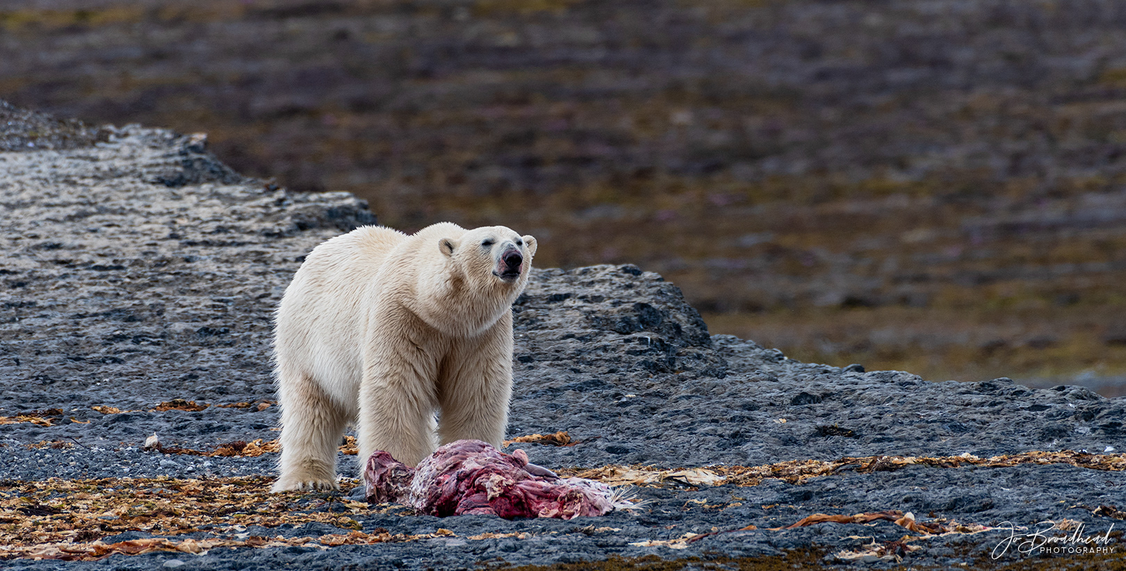 With a Kill - Svalbard