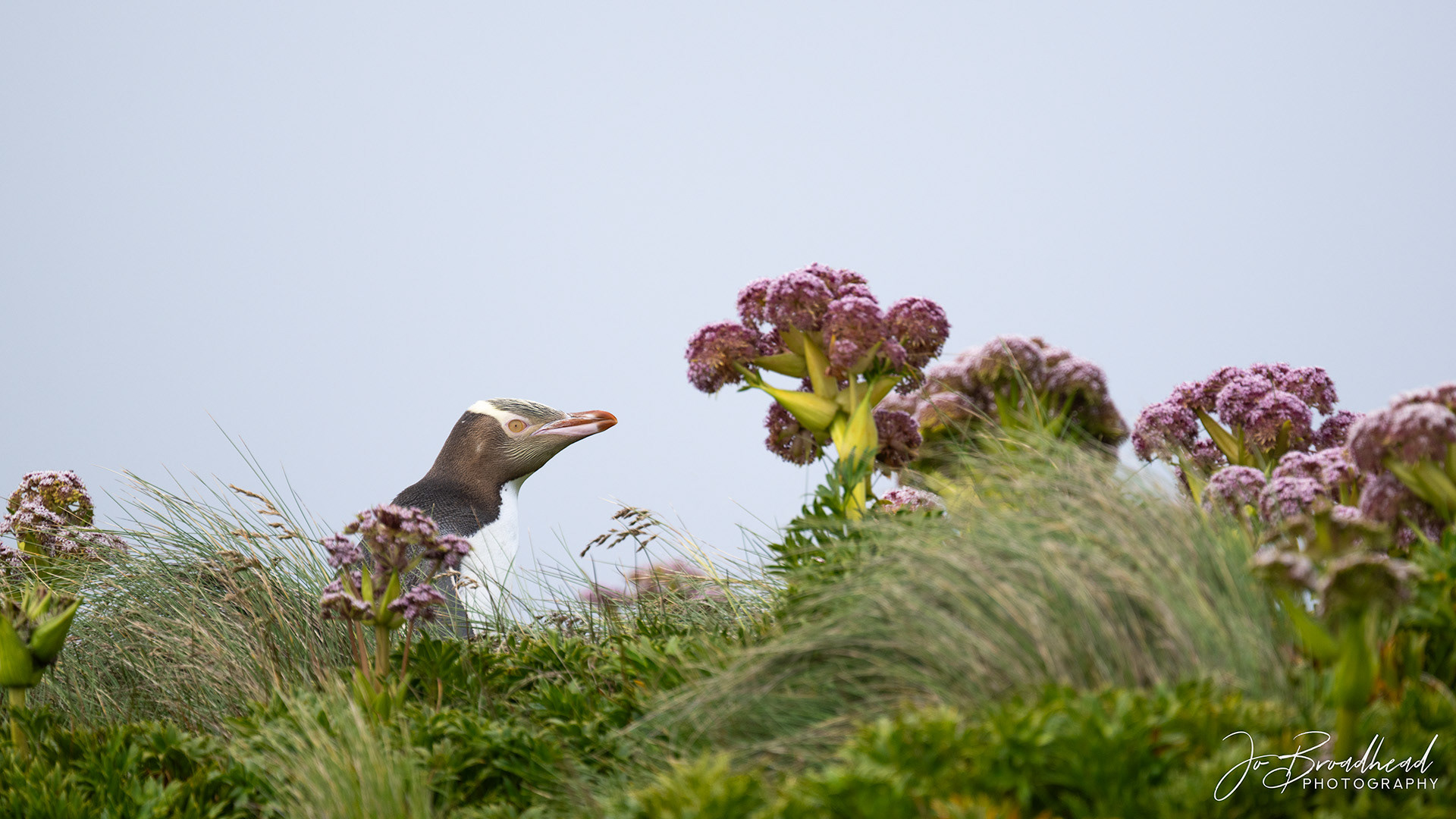 Yellow Eyed Penguin amongst Anisotome latifolia (mega herbs)
