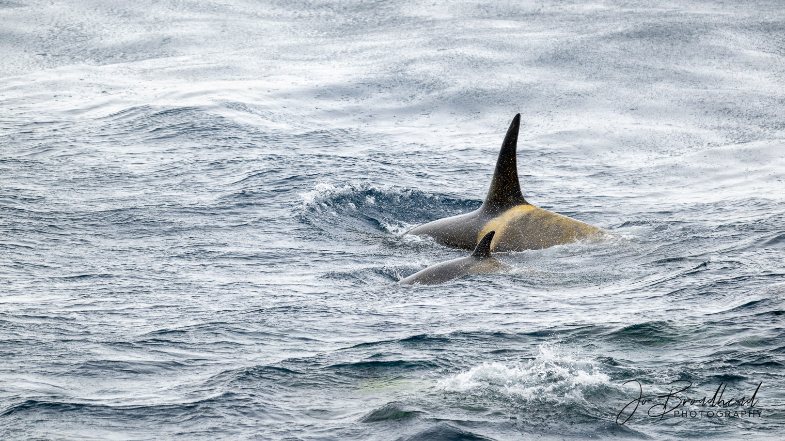 Orcas
