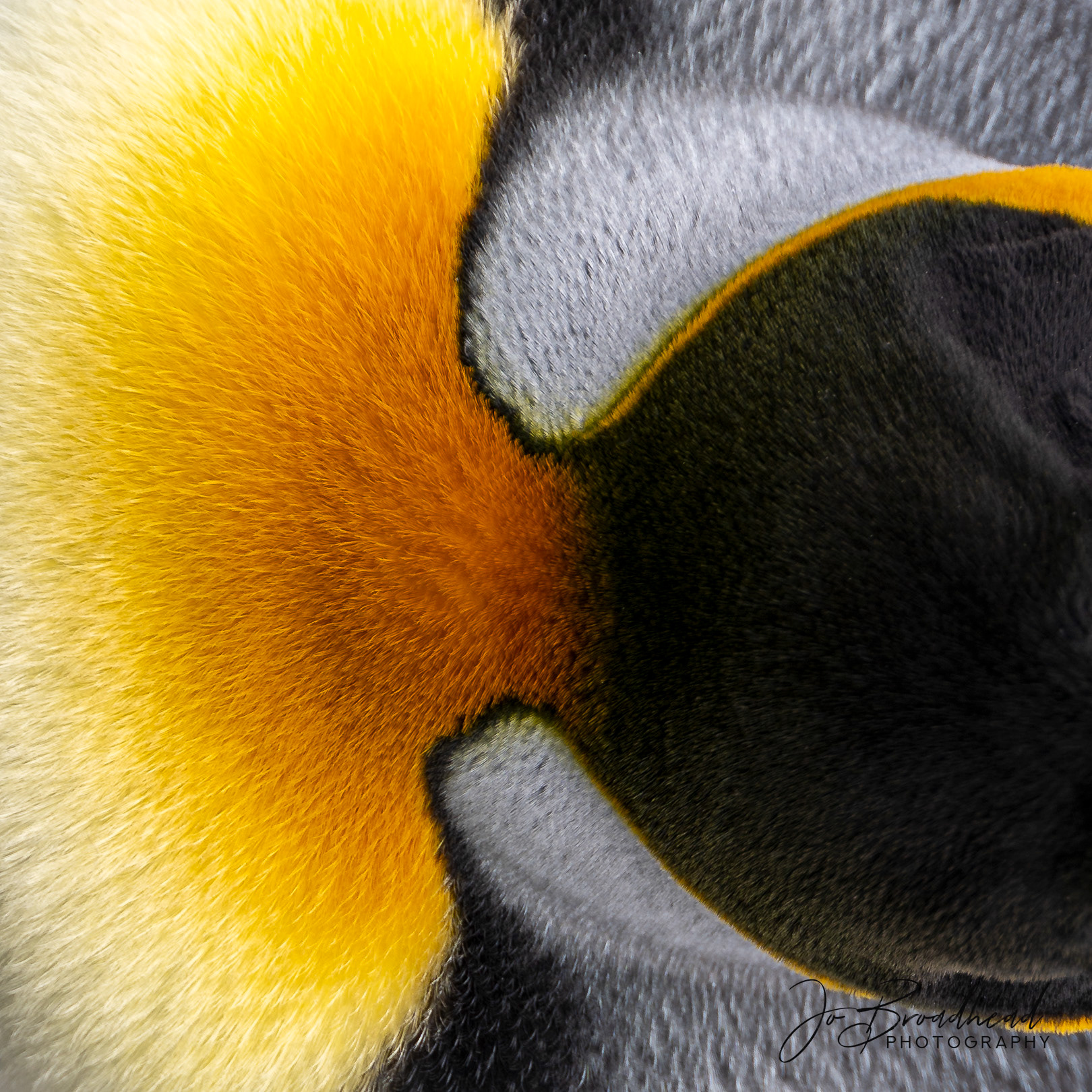 Royal Penguin