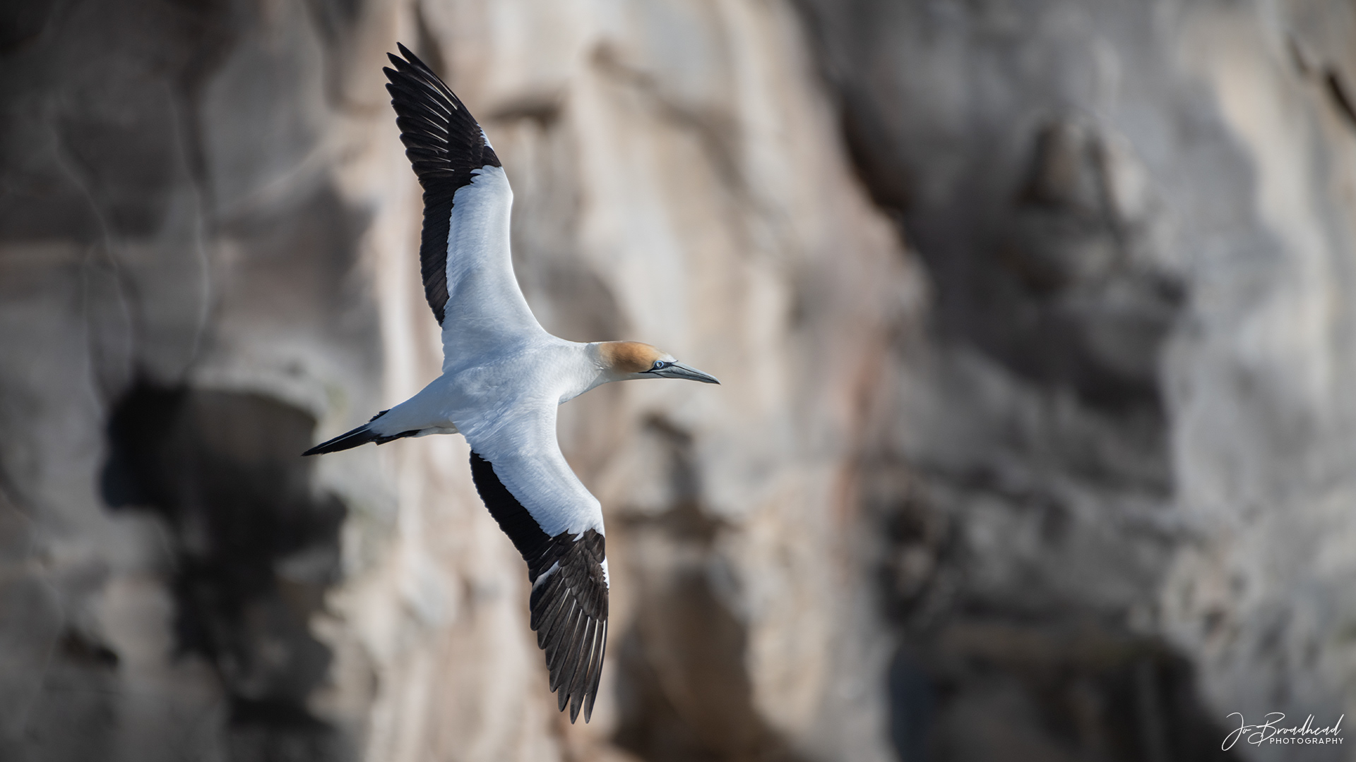 In Flight - Muriwai, NZ