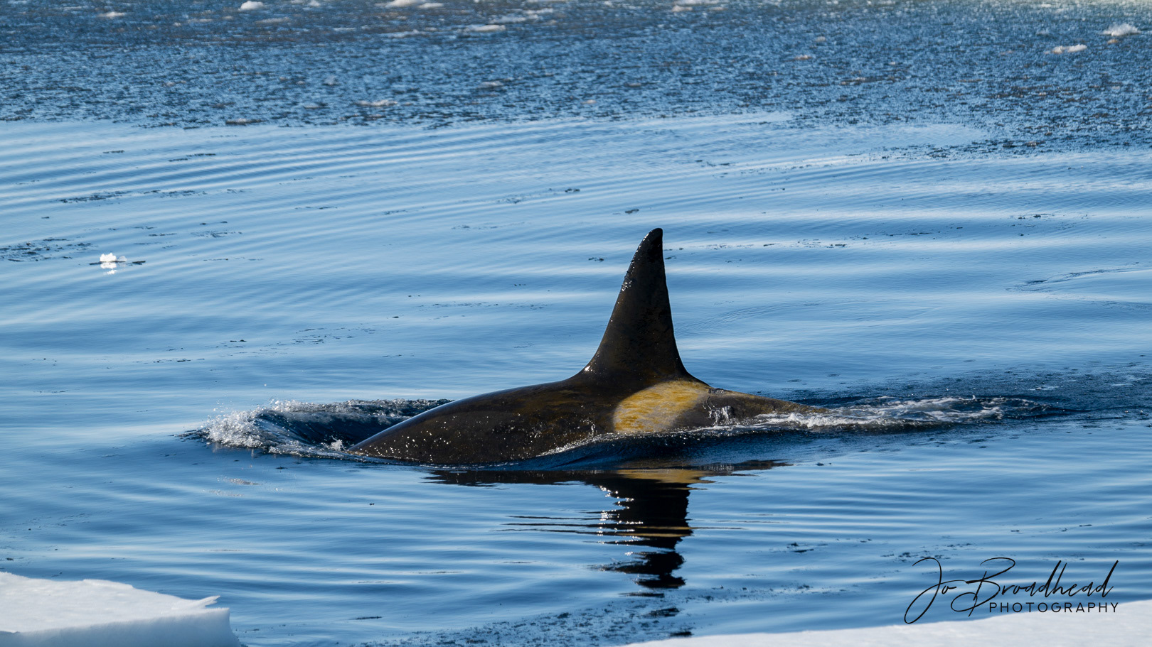Orca