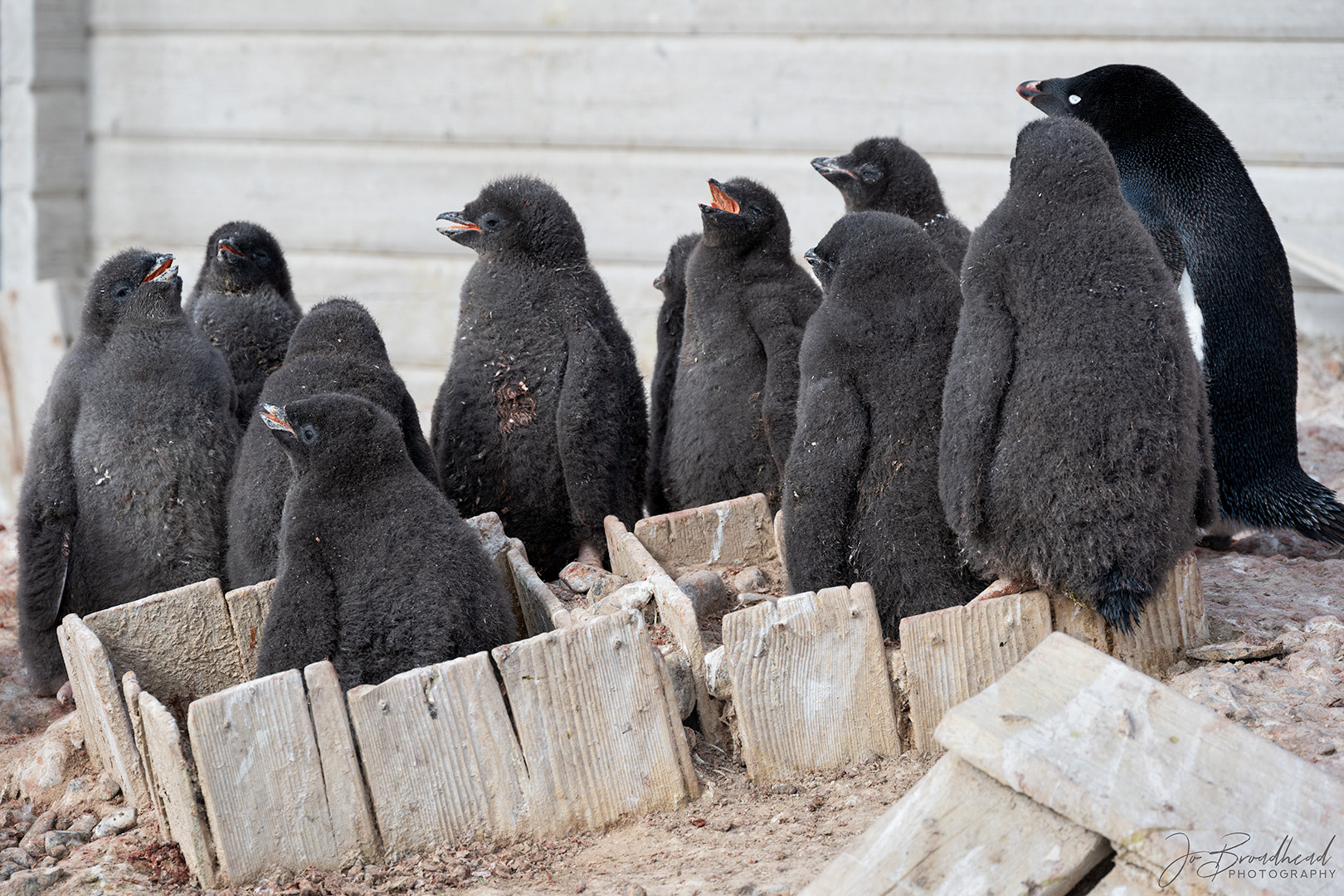 A boxful of Adélie penguin chicks