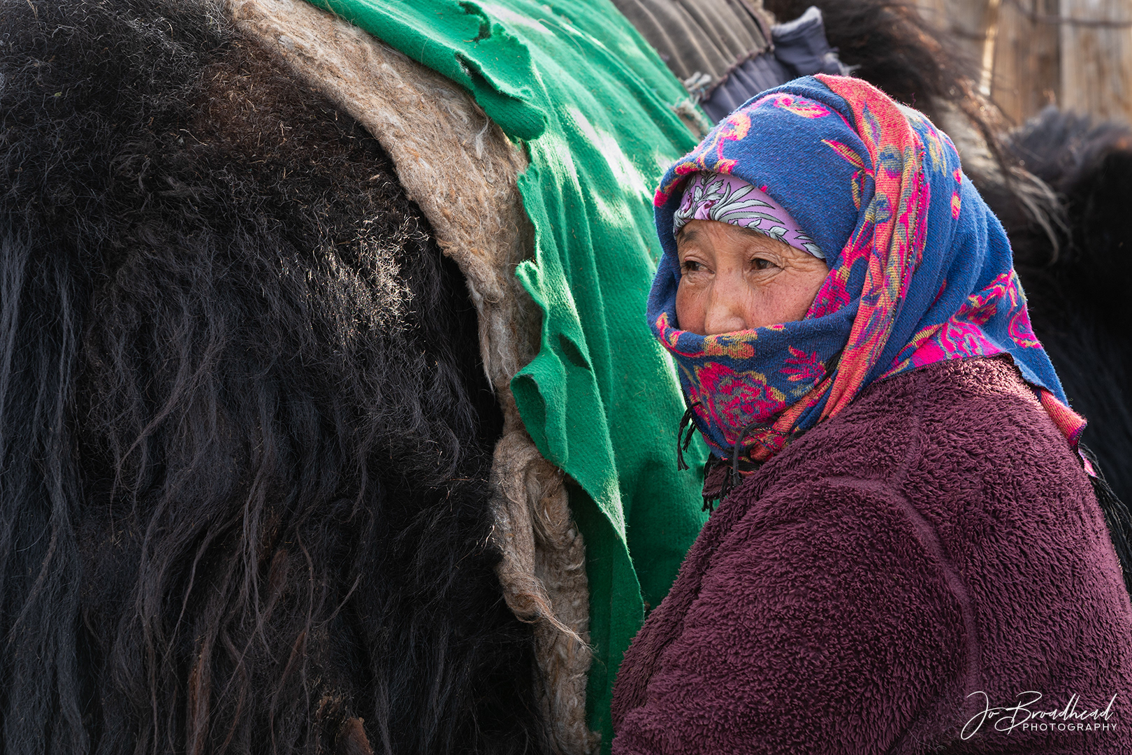 Milking Time - Mongolia