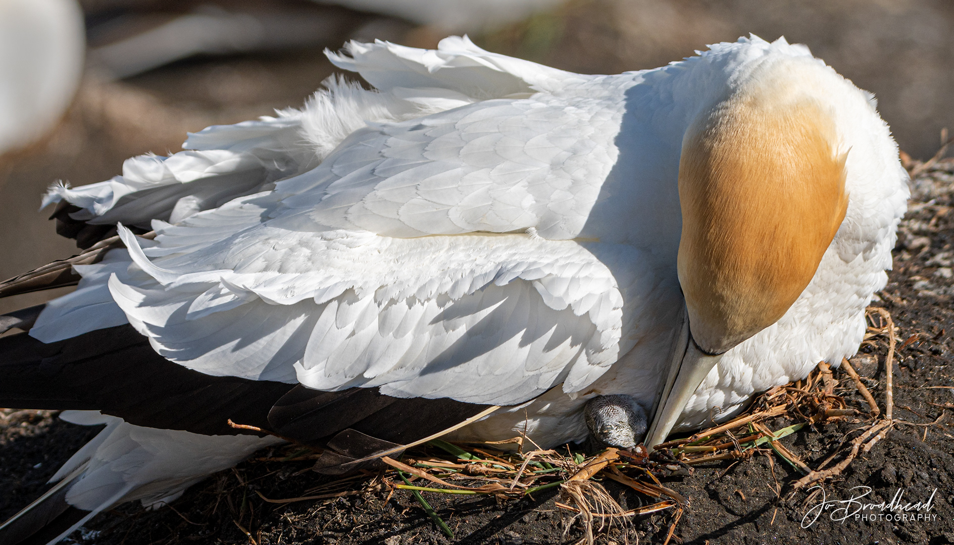 New Born - Muriwai, NZ