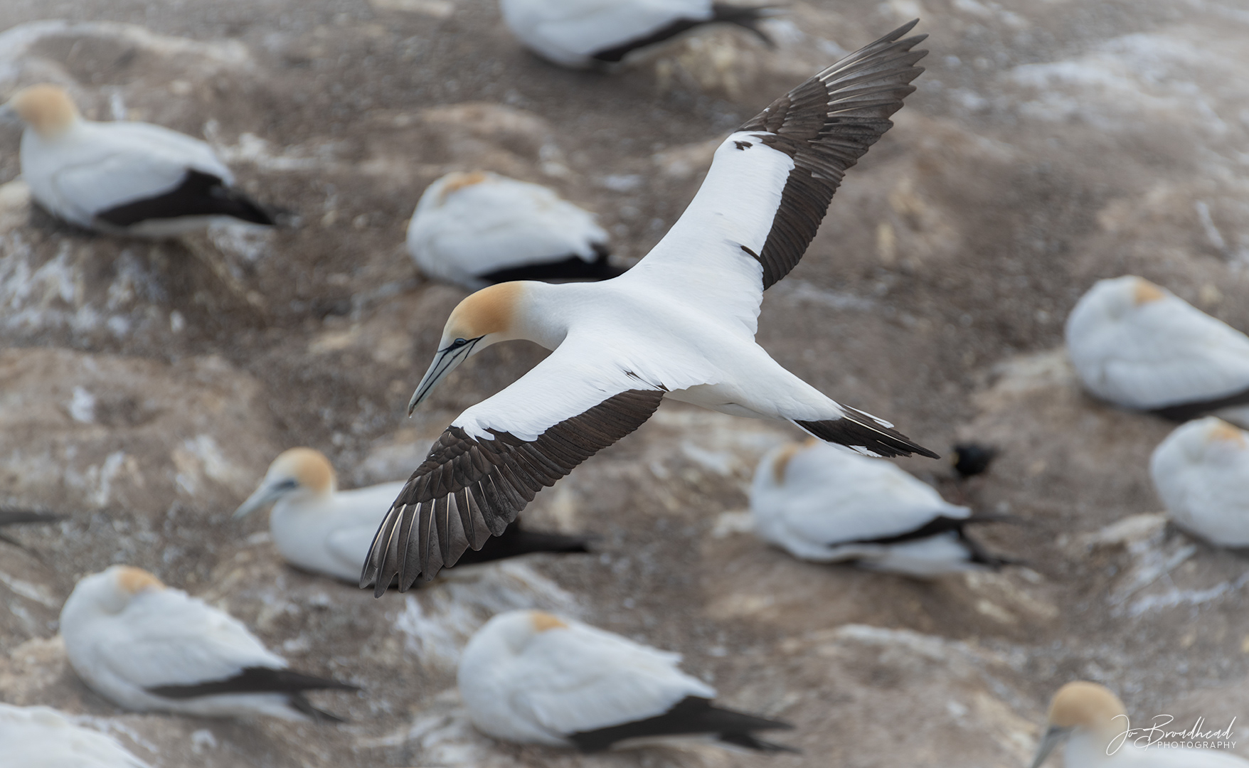 Flying over the Colony - Muriwai, NZ