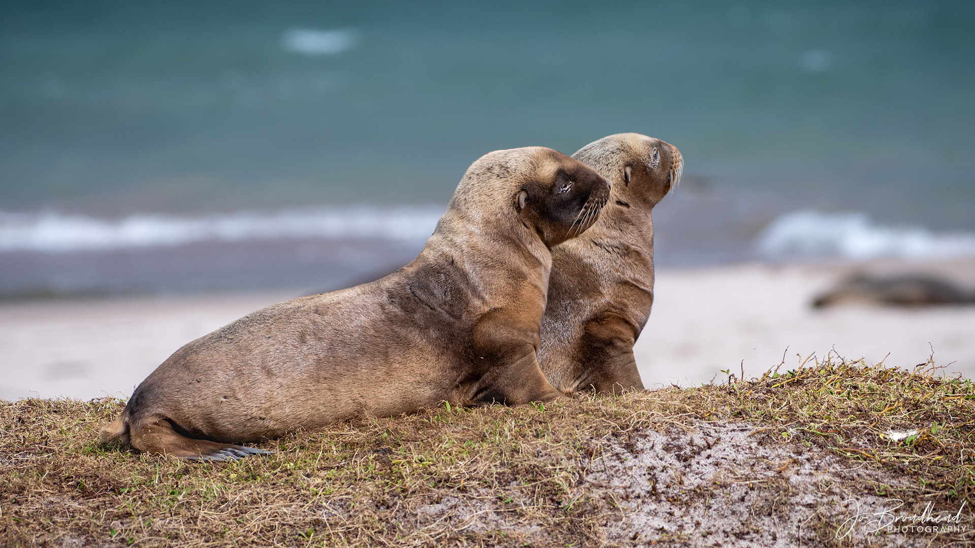 Pups - Sub Antarctic Is