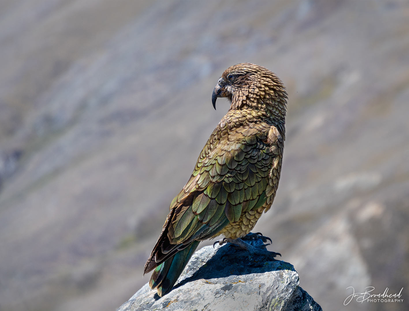Kea - Central Otago, NZ