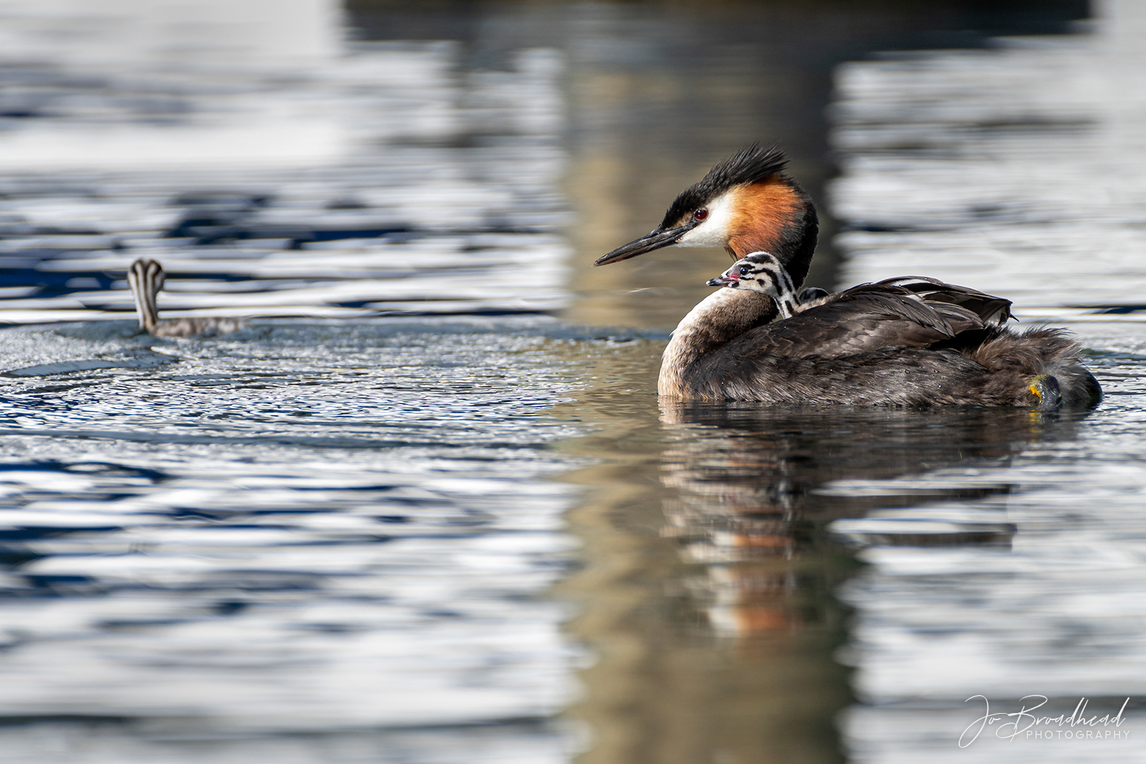 Grebe & Chicks - Central Otago, NZ