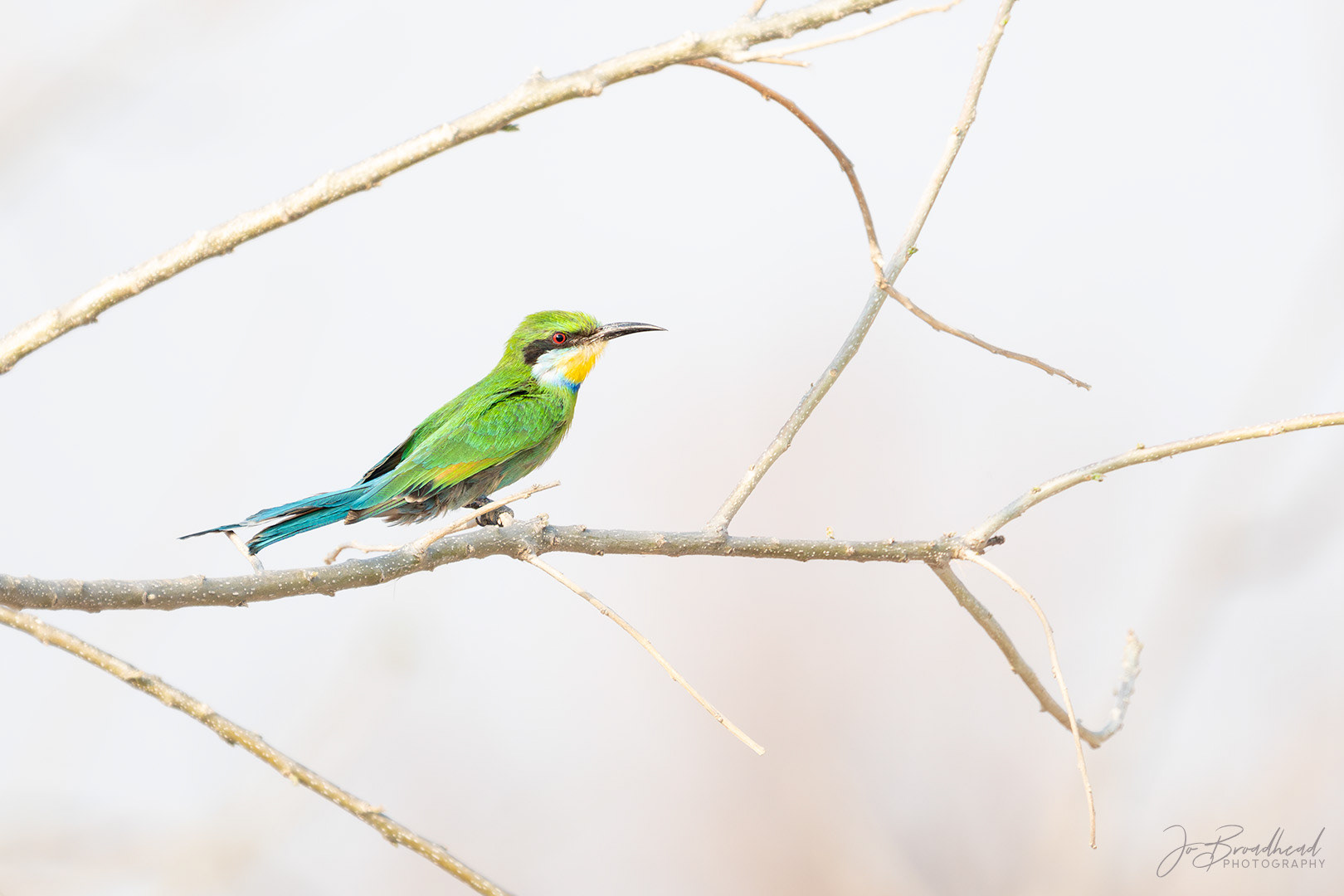 Swallow Tailed Bee Eater