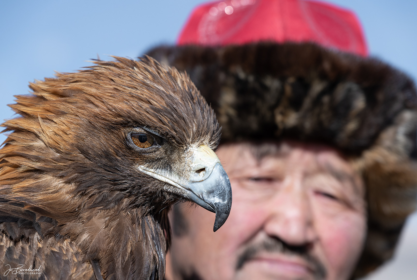 Golden Eagle Portrait - Mongolia