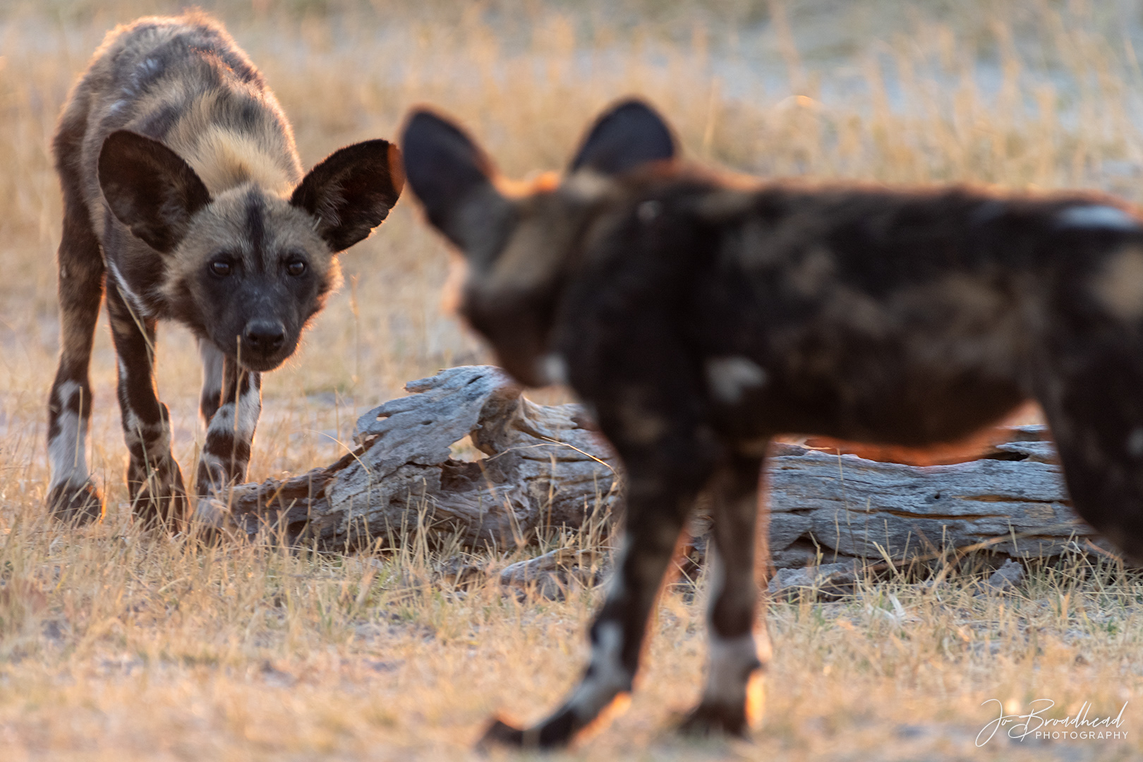 African Wild Dogs Face Off - Botswana