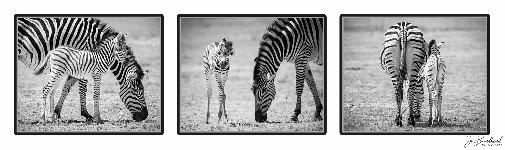 A Dazzle of Zebras