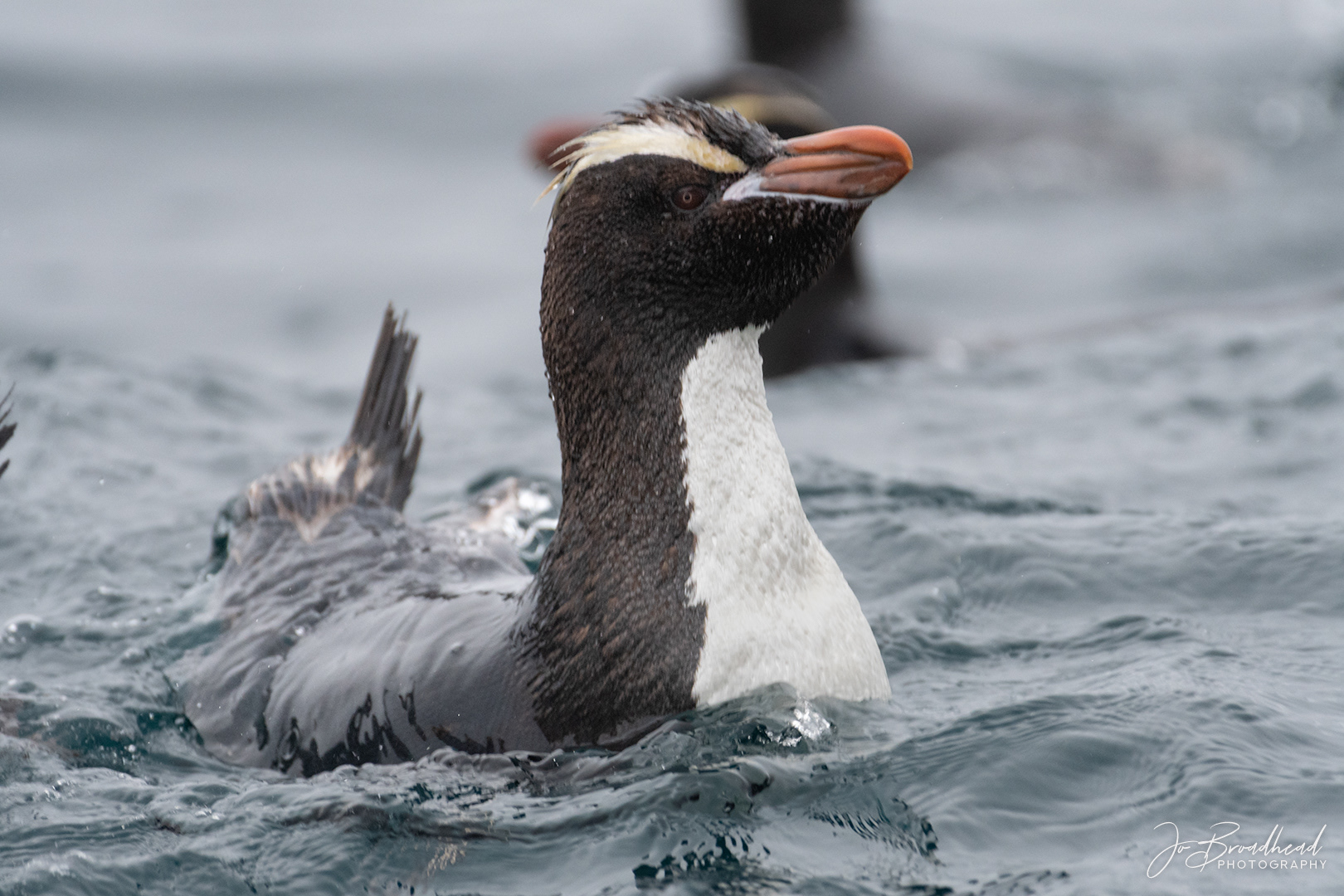 Erect Crested Penguin - Sub Antarctic is