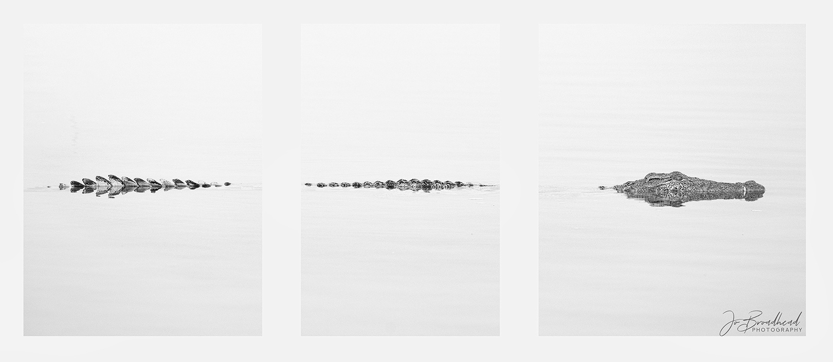 A Big Croc - Triptych