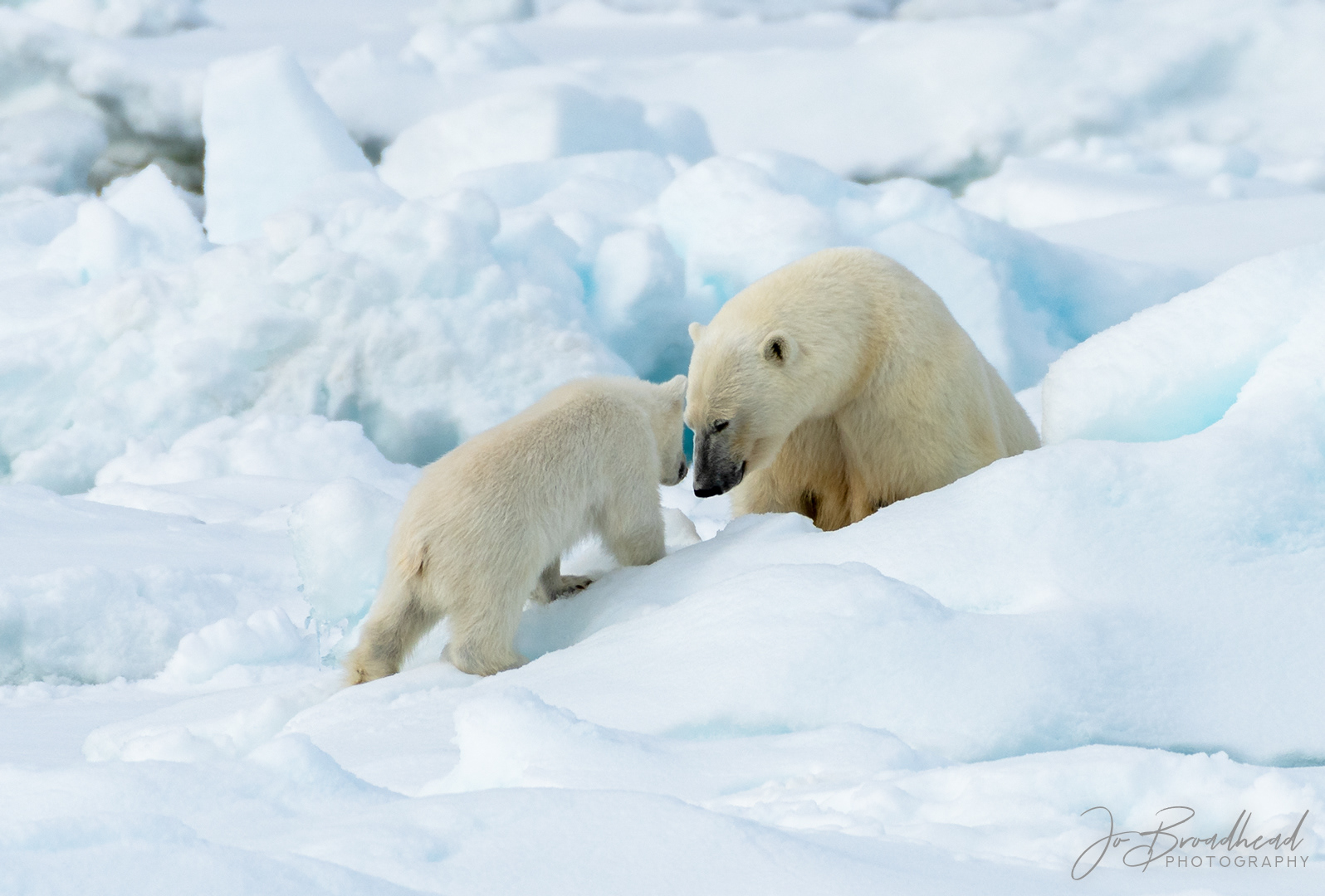 Tenderness - Svalbard