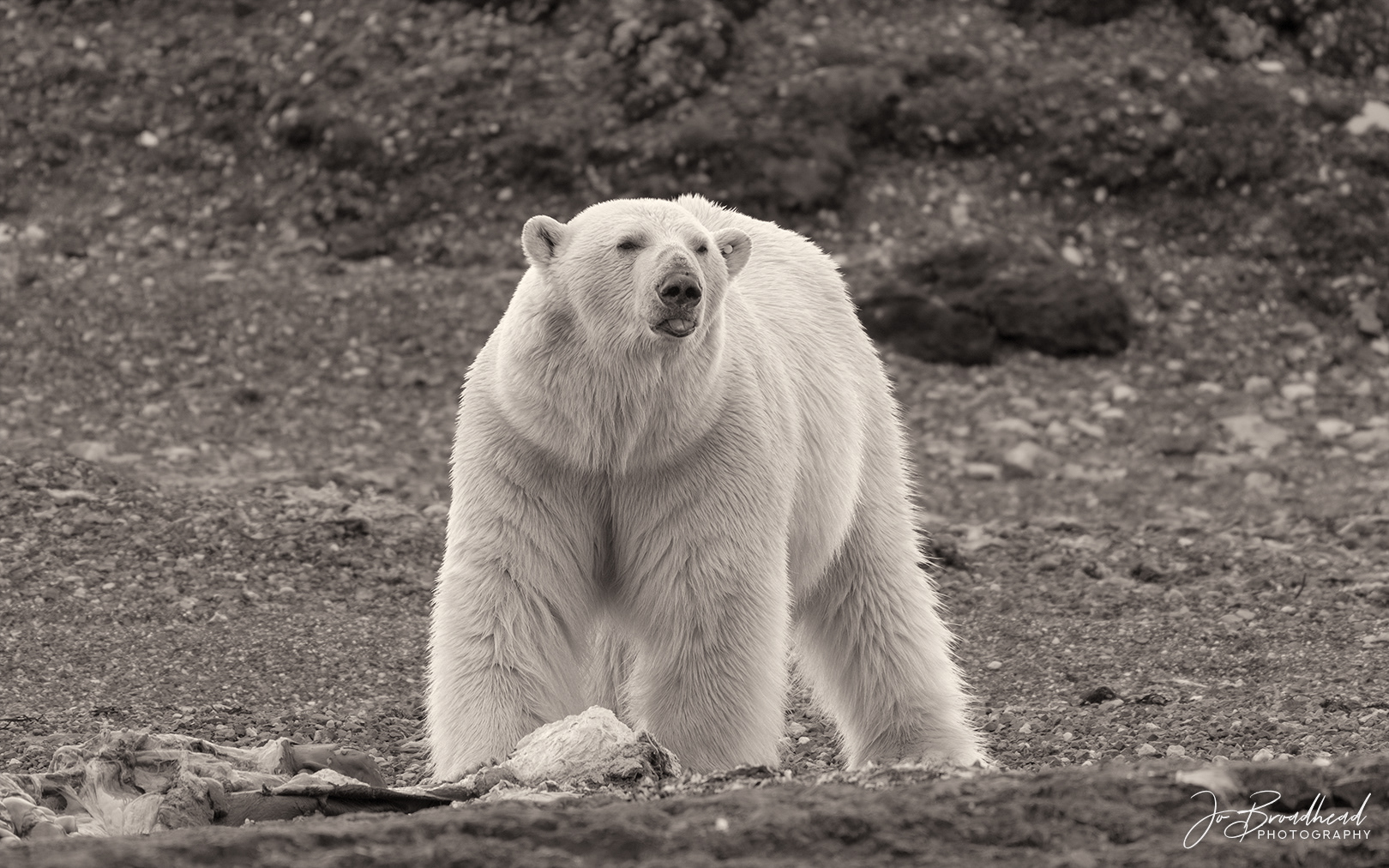 Dinnertime - Svalbard