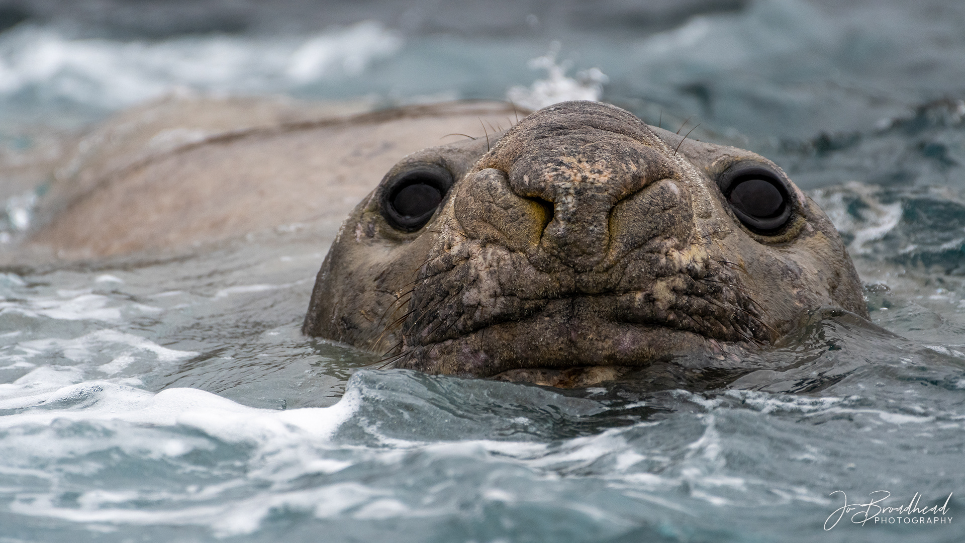 Elephant Seal