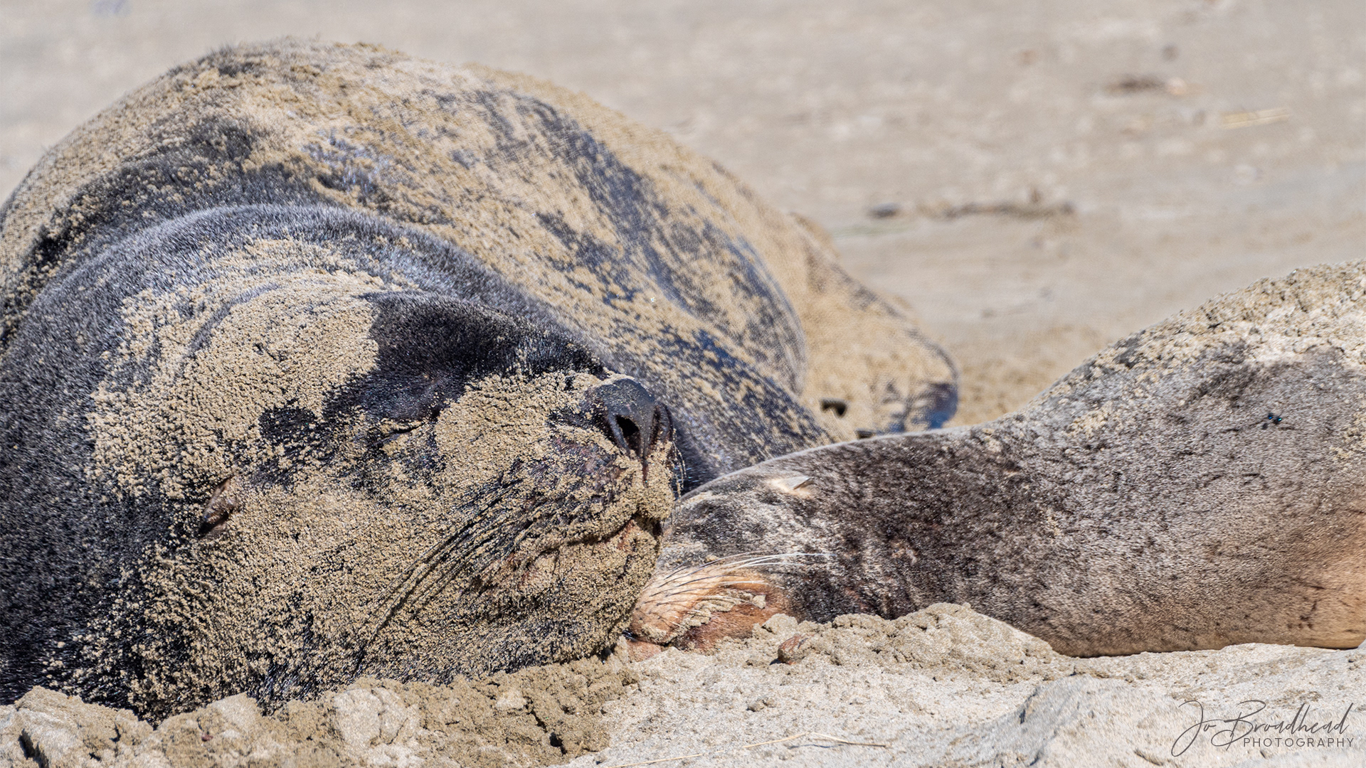 New Zealand Sea Lions - Catlins, NZ