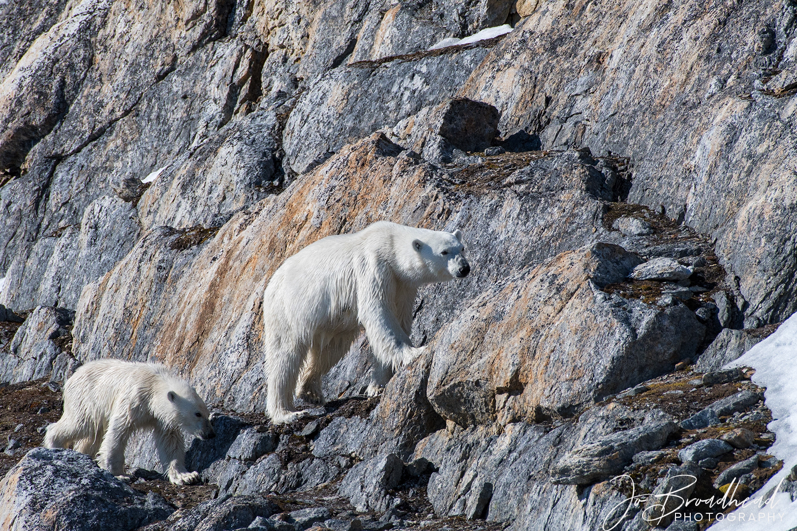 Searching for food - Svalbard
