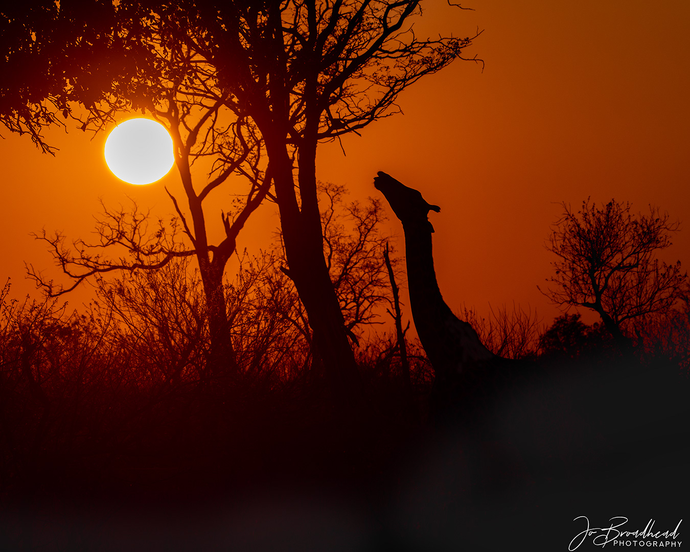 Giraffe Silhouette - Botswana