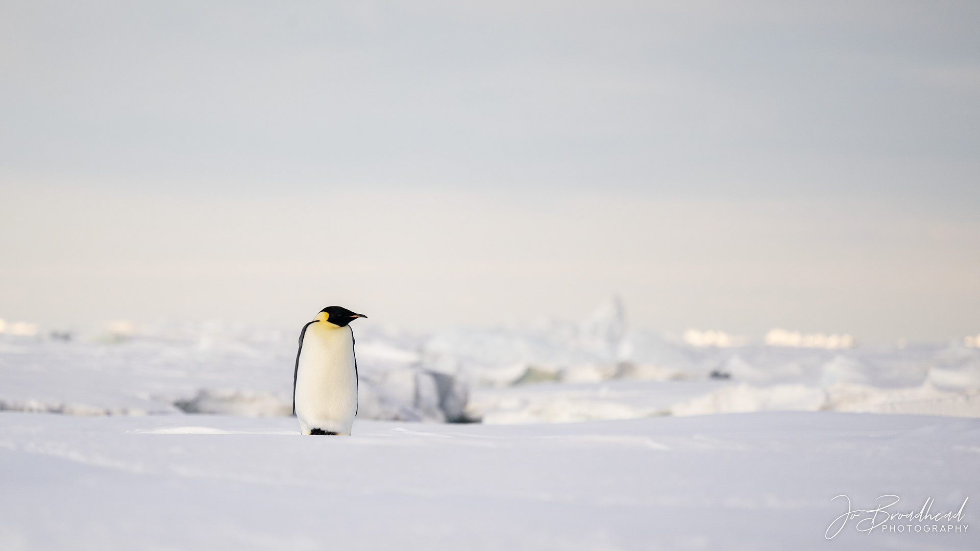 Emperor Penguin