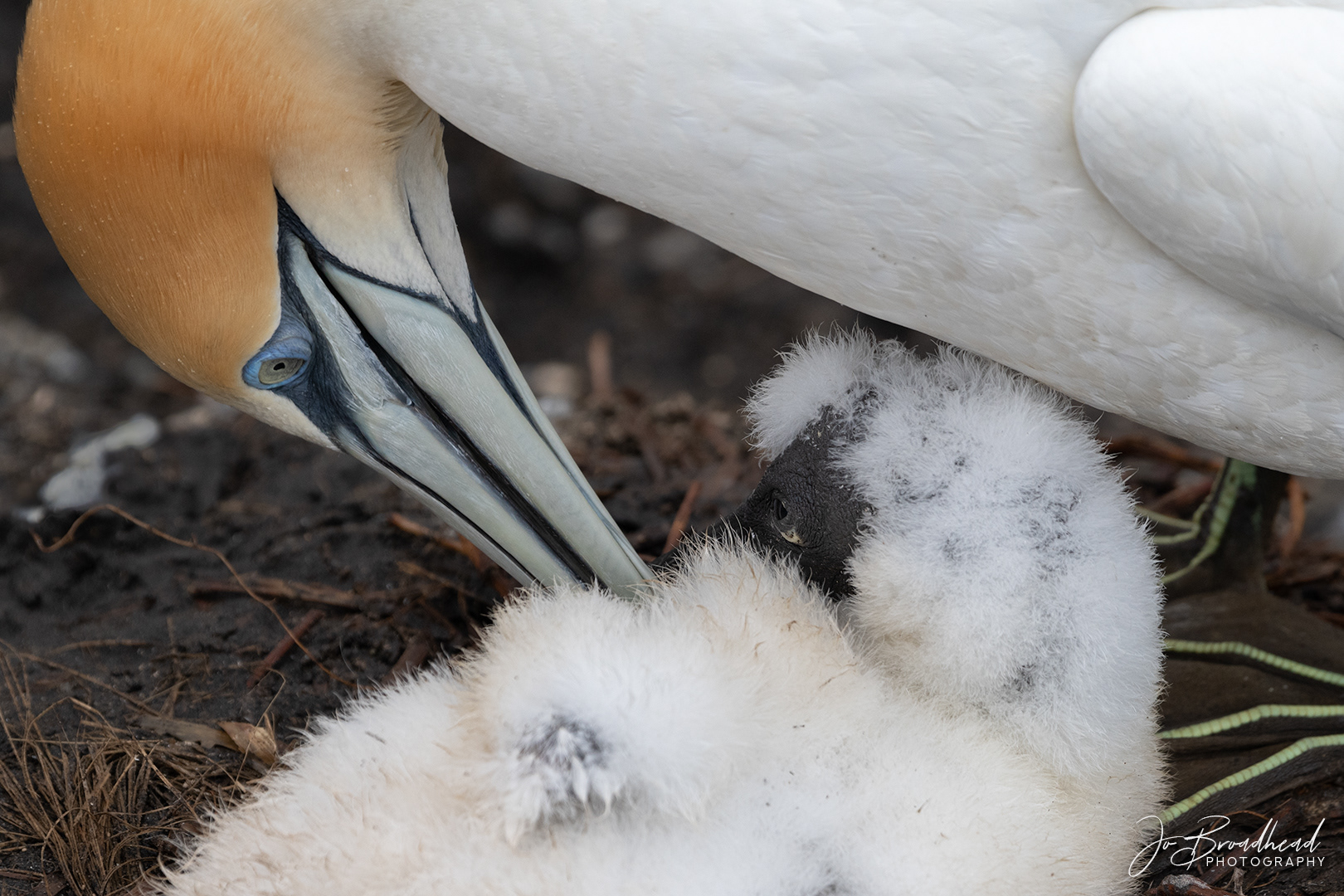 Gannet Chick - Muriwai, NZ