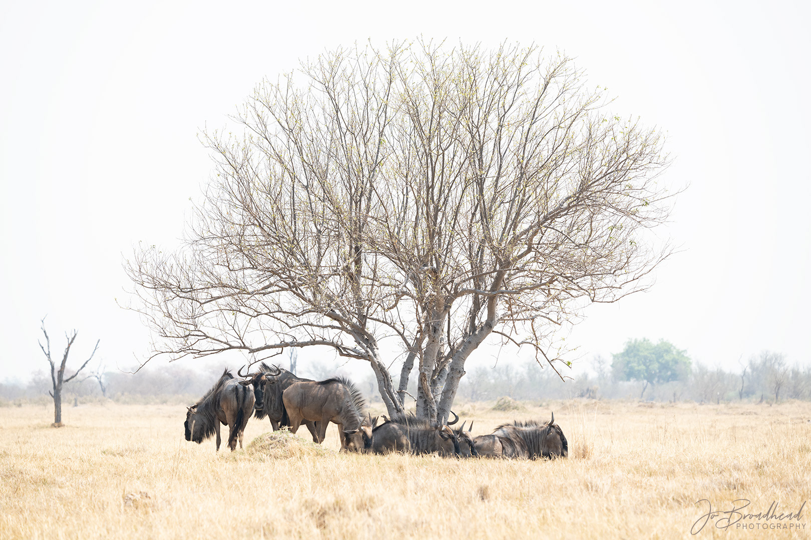 Wildebeest at Rest