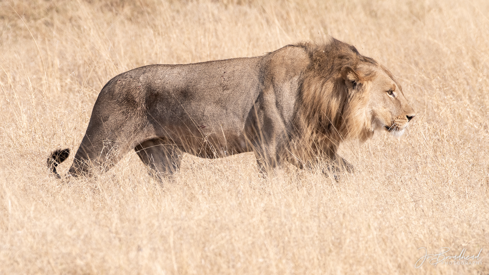Male Lion - Botswana