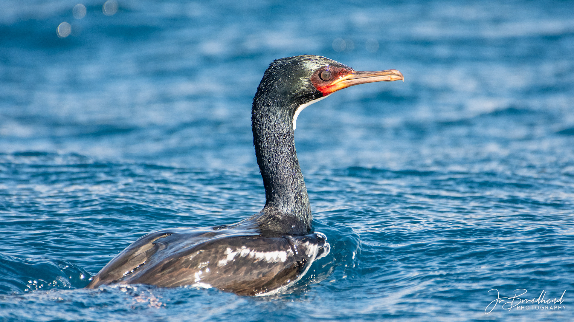 Shag Swimming - Sub Antarctic Is