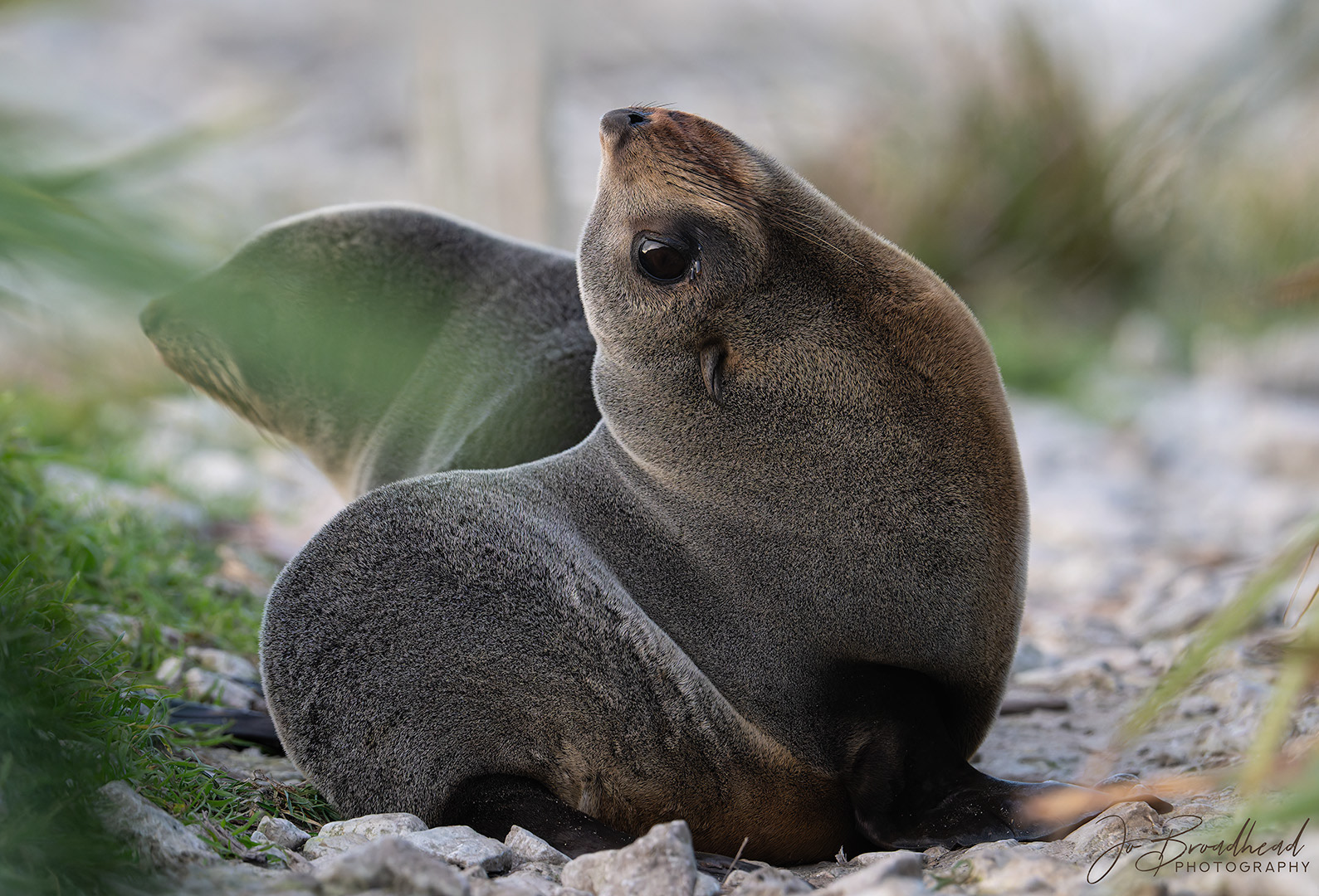 NZ Fur Seal Pup - Kaikoura