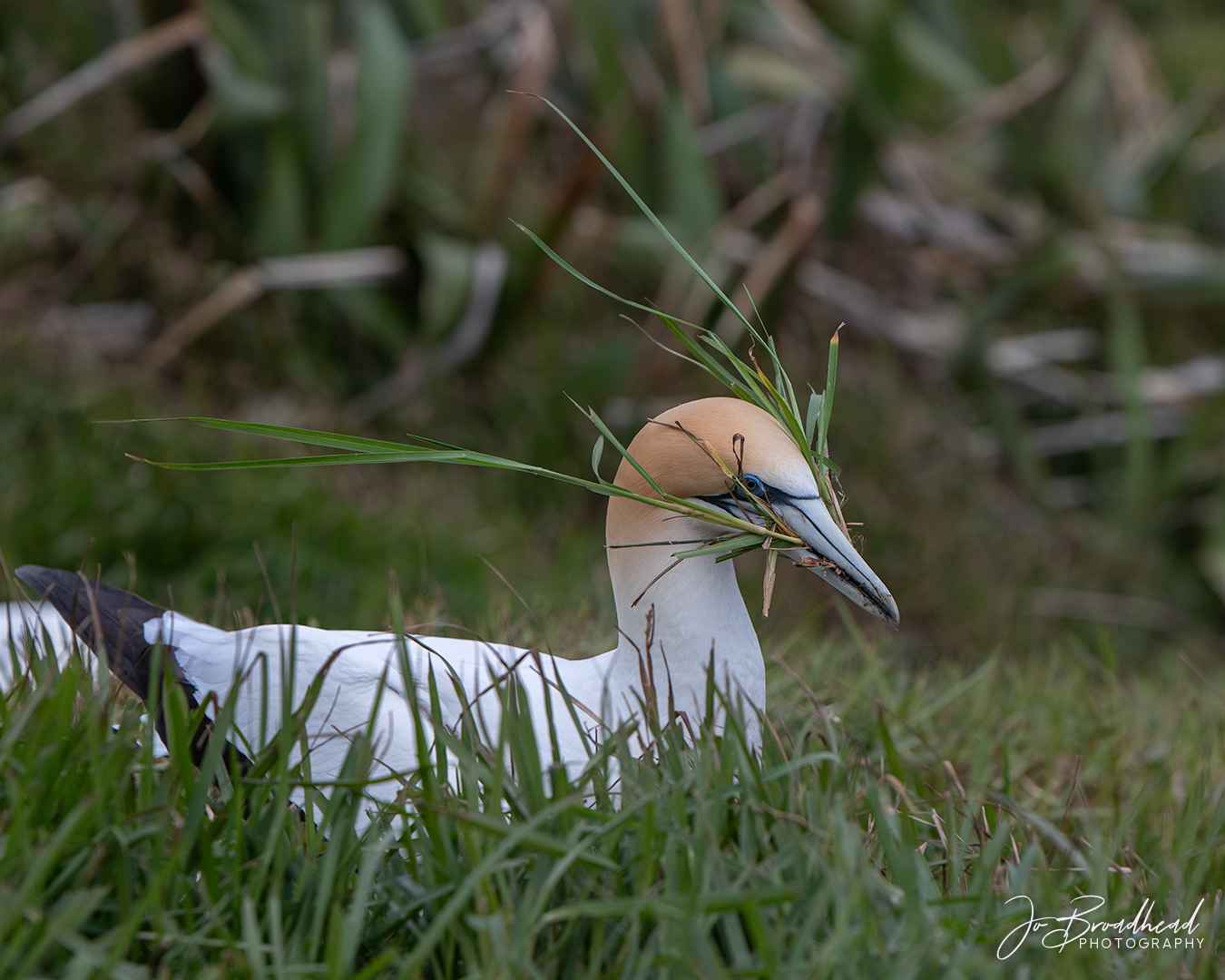 Mouthful - Muriwai, NZ