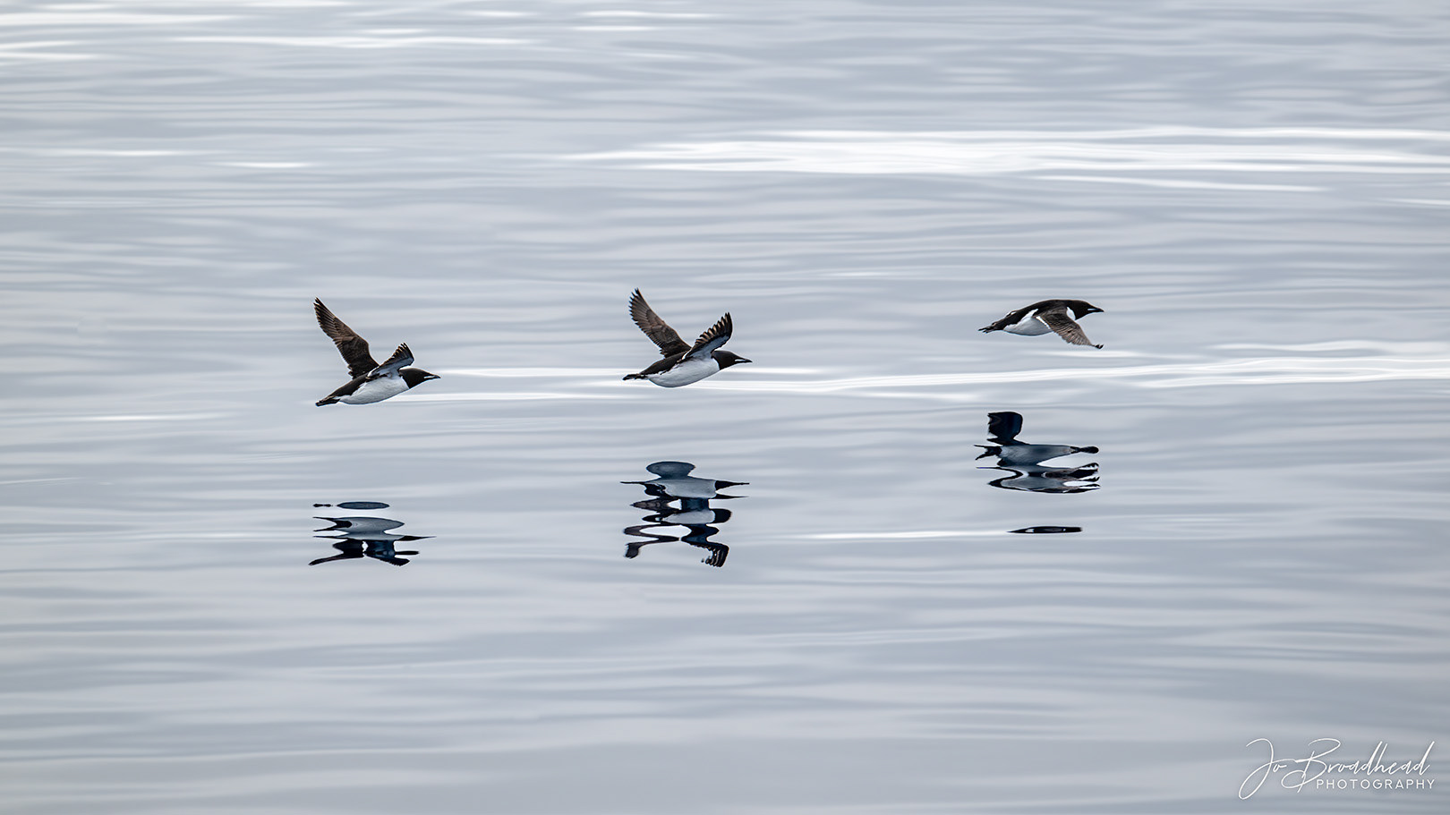 Guillemots over Water