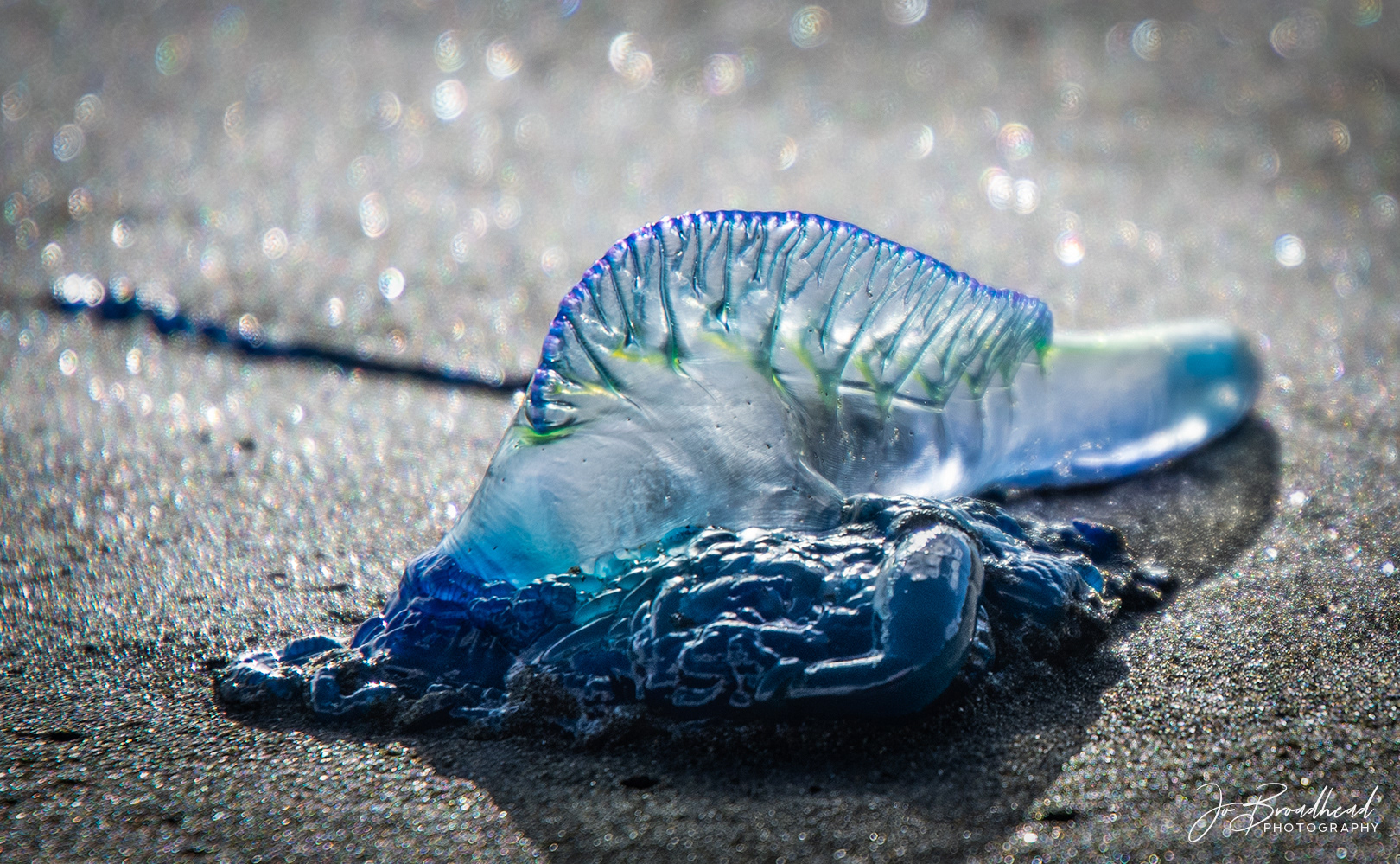 Blue Bottle Jellyfish - Muriwai, NZ