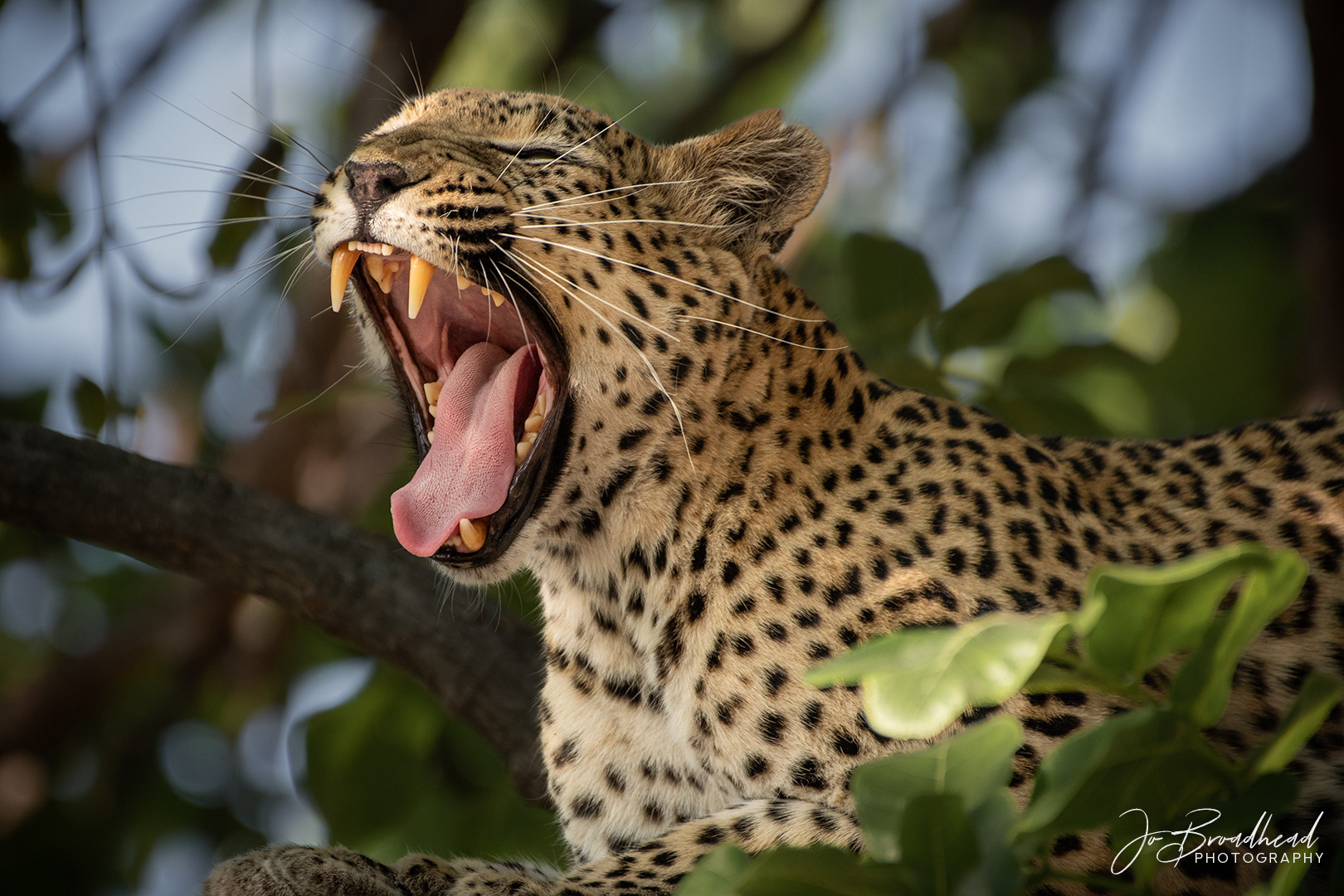 Leopard Teeth - Botswana